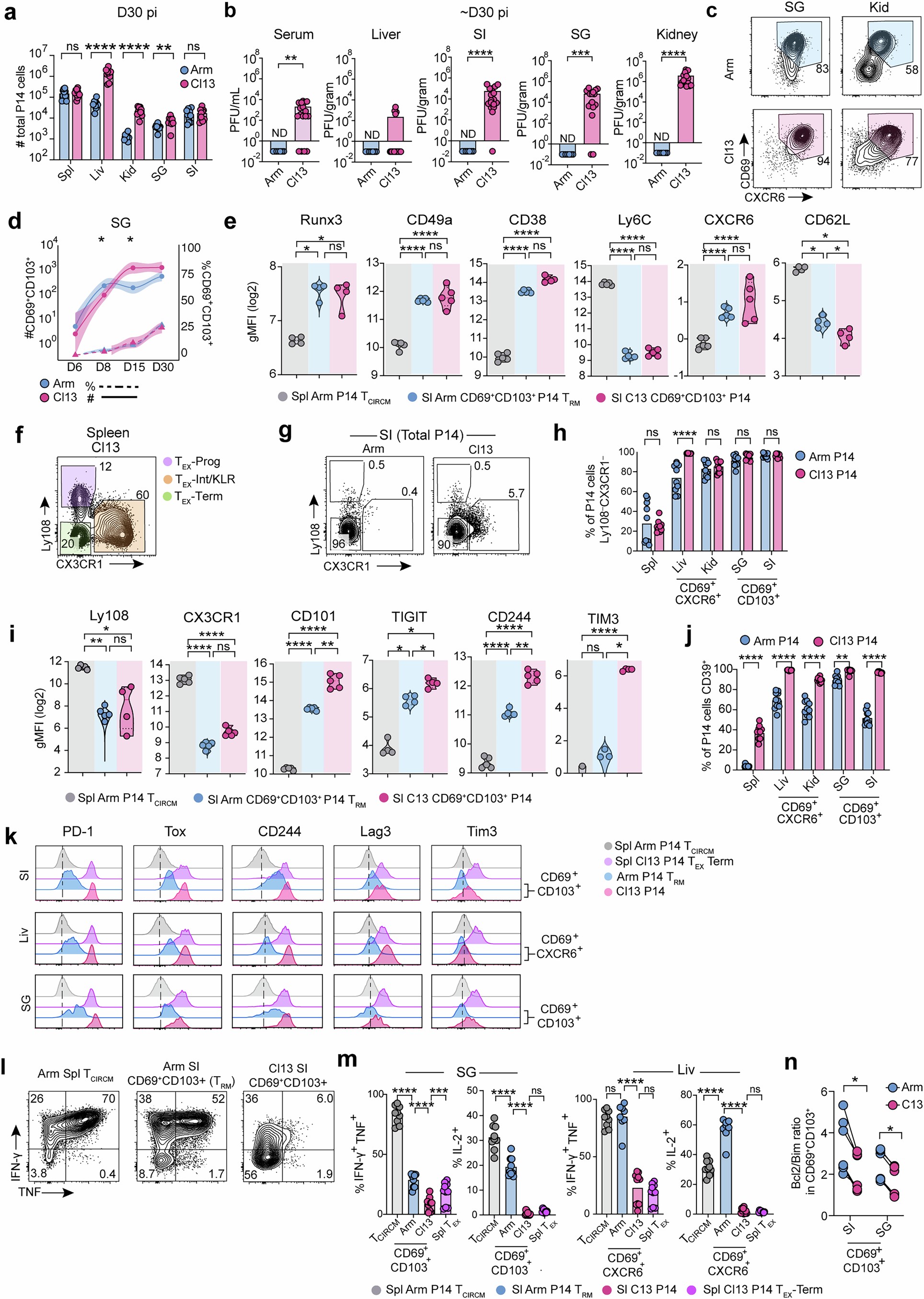 Extended Data Fig. 1: Phenotype and function of tissue CD8+ T cells in acute or chronic infection.