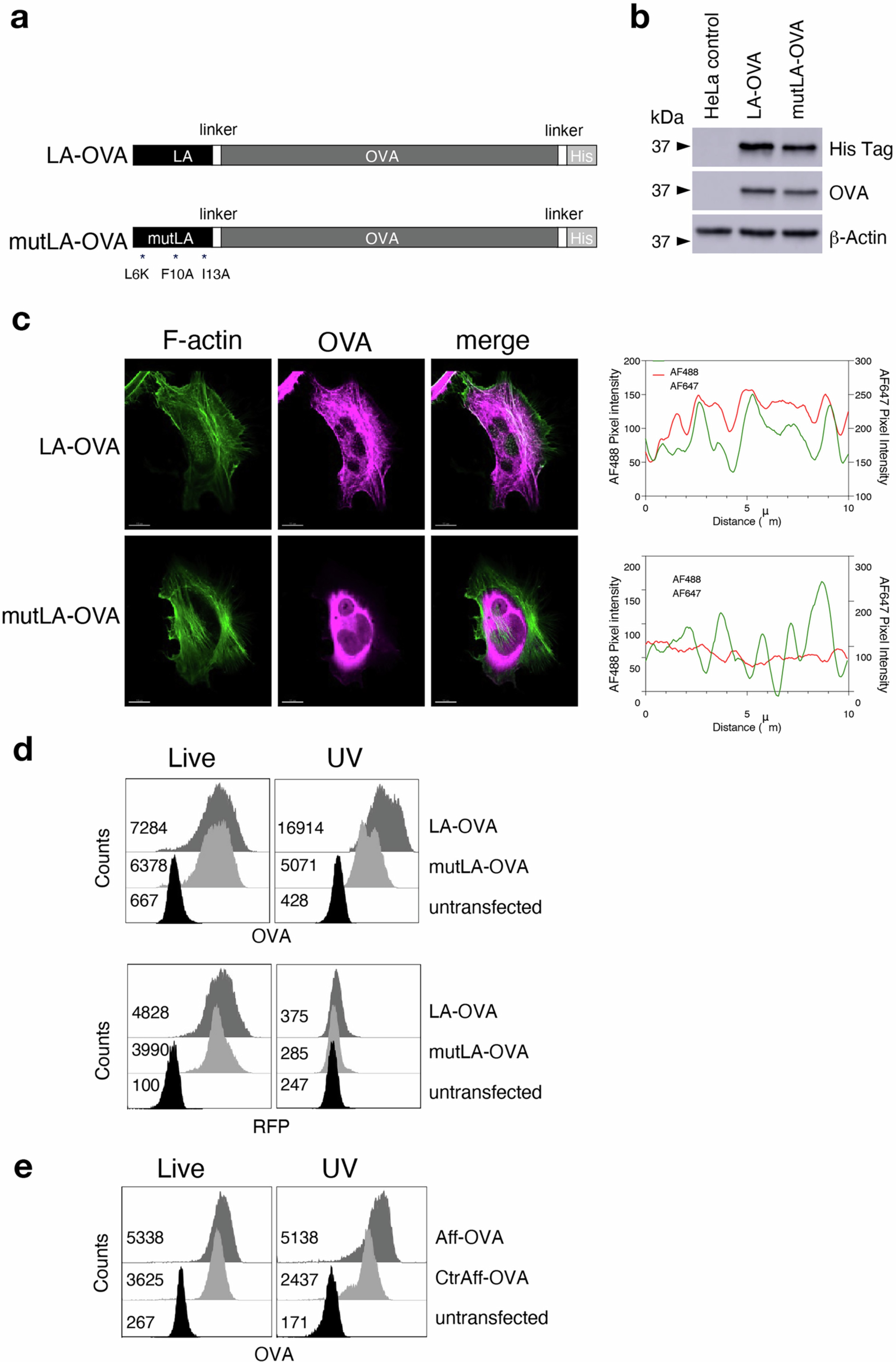Extended Data Fig. 7: F-actin anchoring increases antigen retention in necrotic cells.