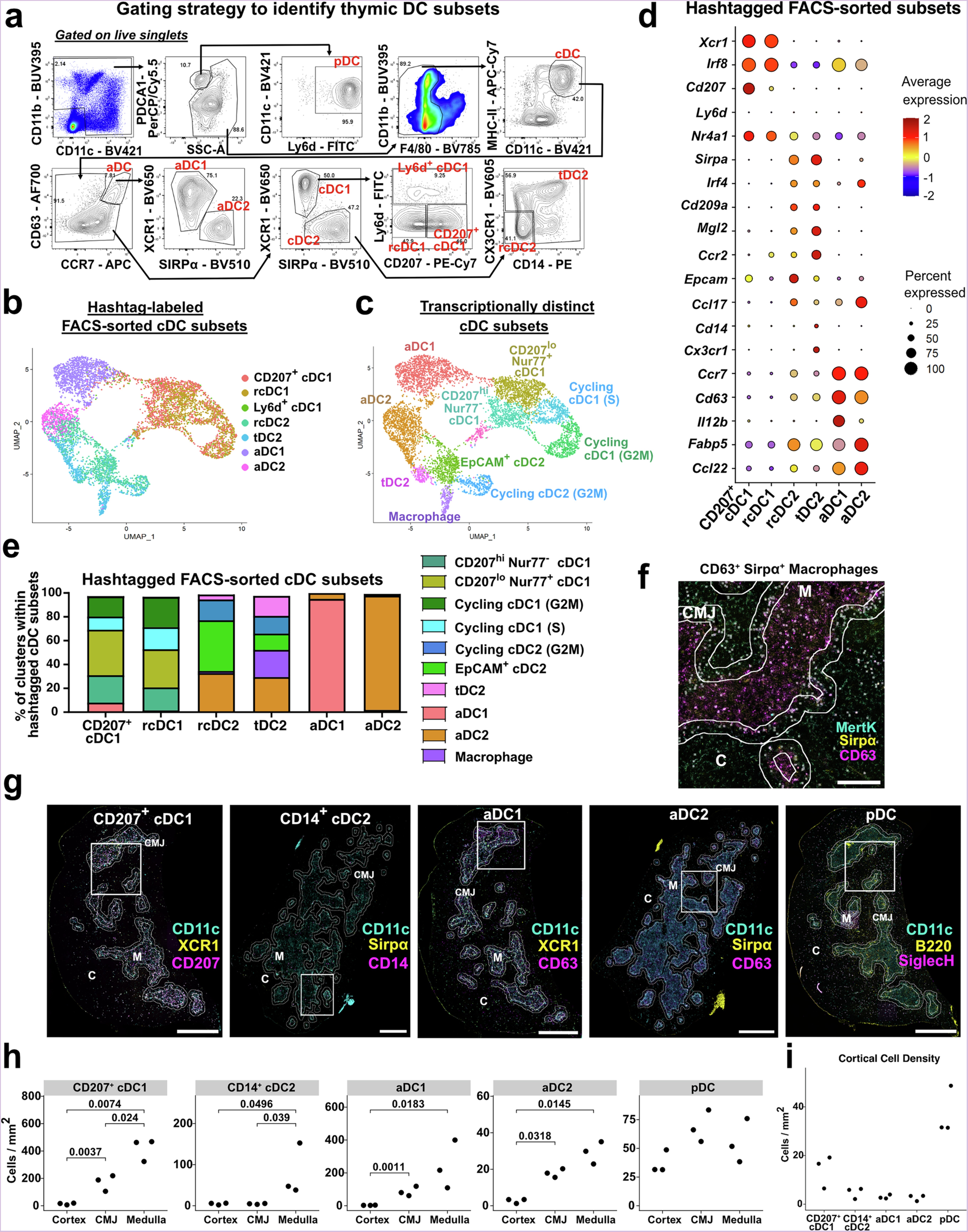 Extended Data Fig. 2: Identification of transcriptionally distinct cDC clusters and their correlation with FACS-sorted cDC subsets.