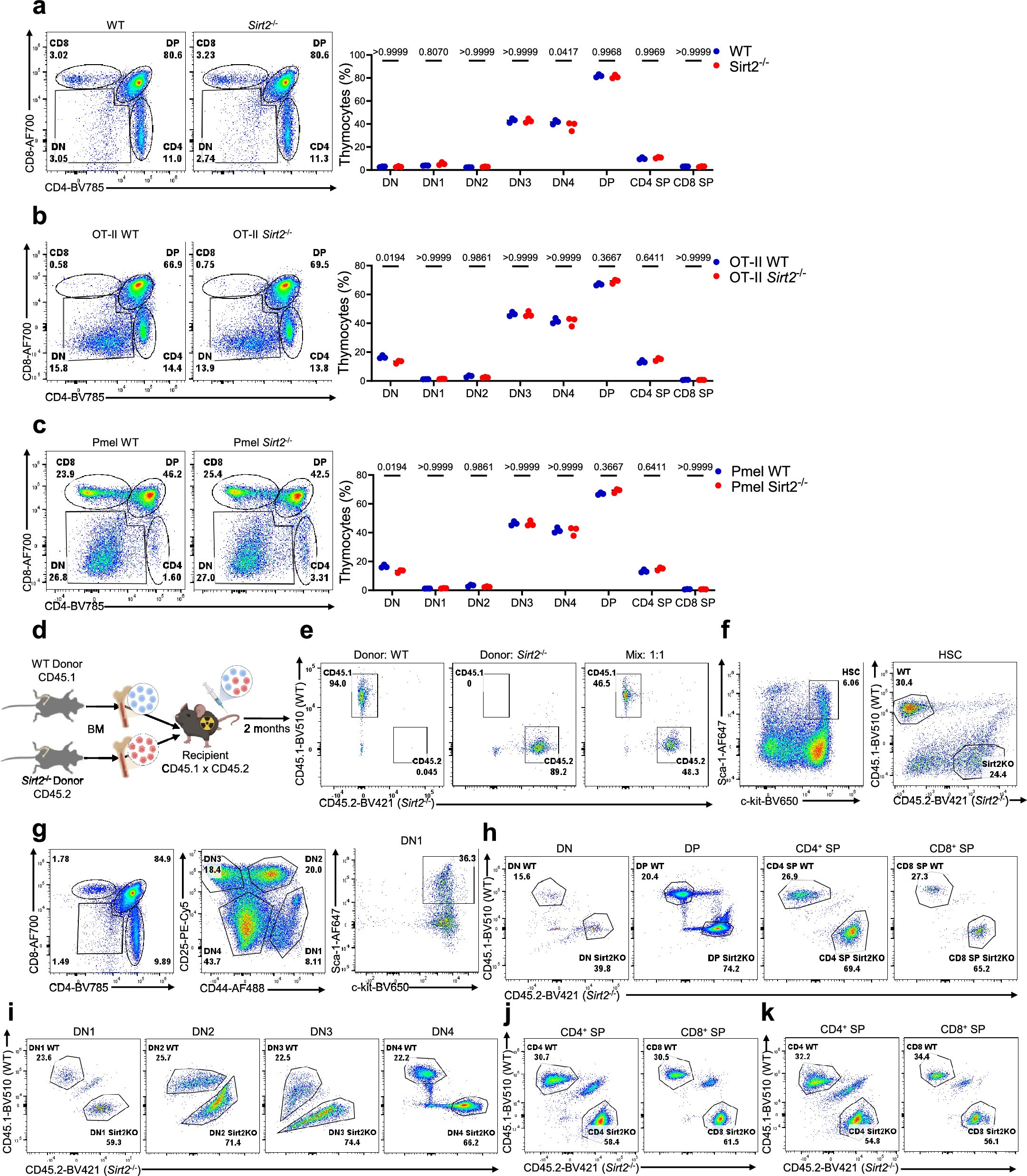 Extended Data Fig. 6: Loss of SIRT2 alters T cell development under competitive bone marrow reconstitution.
