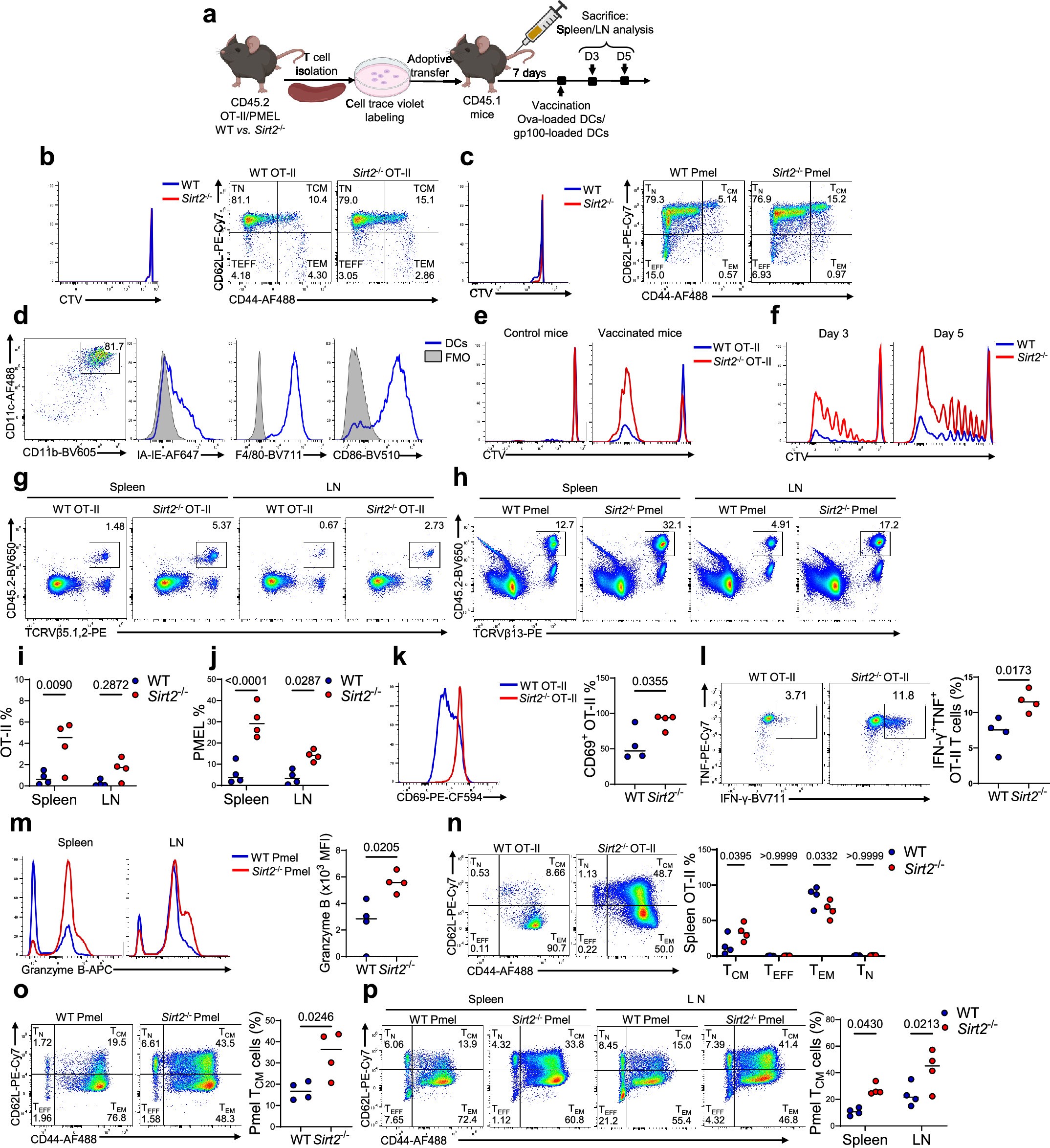 Extended Data Fig. 8: SIRT2 deficiency enhances OT-II and PMEL T cells proliferation, activation, and effector function following cognate antigen challenge in vivo.