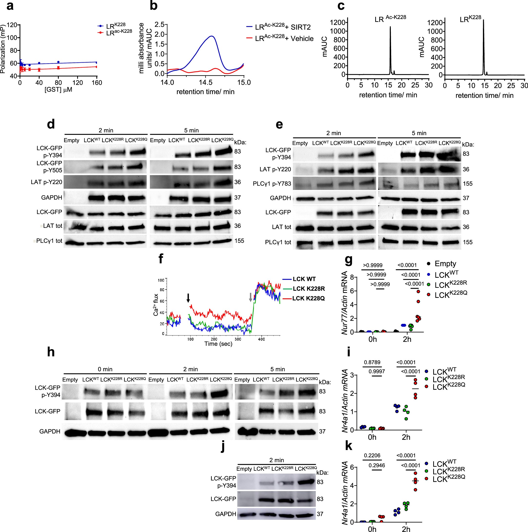 Extended Data Fig. 3: Lysine K228 is a SIRT2-regulated acetylation site controlling LCK kinase activity.