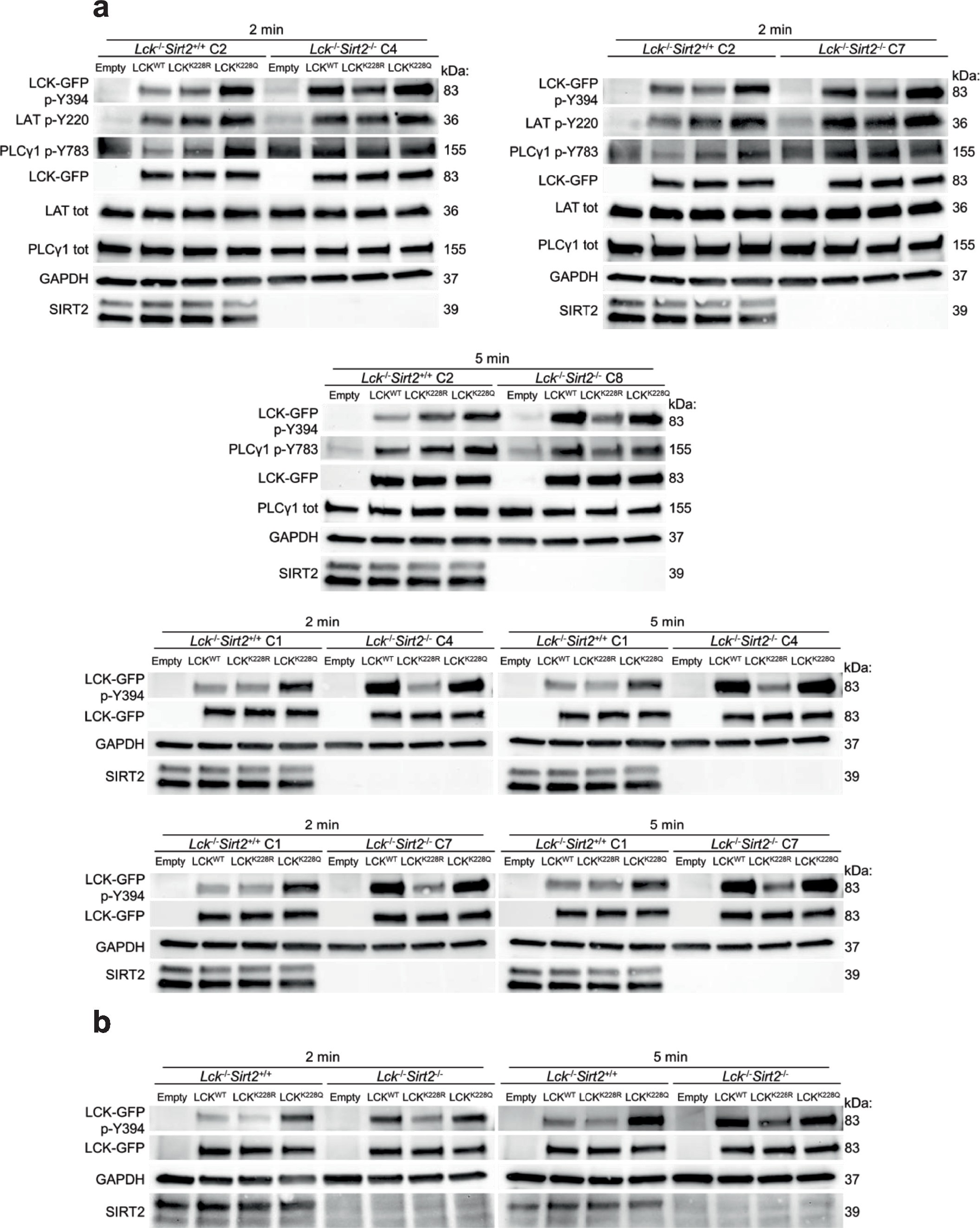 Extended Data Fig. 4: Loss of SIRT2 enhances LCK activation and downstream TCR signaling through LCKK228 acetylation.