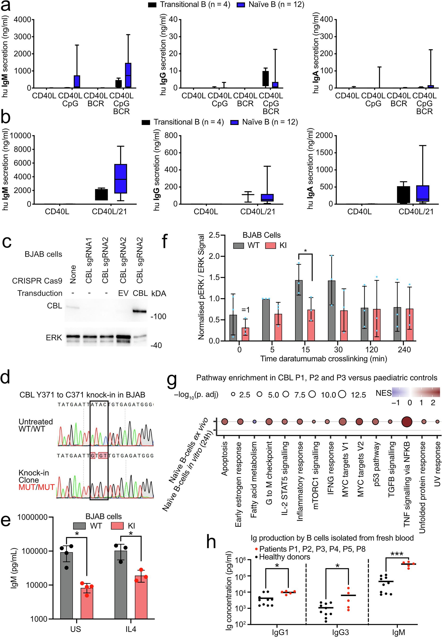 Extended Data Fig. 7: Functional phenotyping of mature CBL deficient B cells.