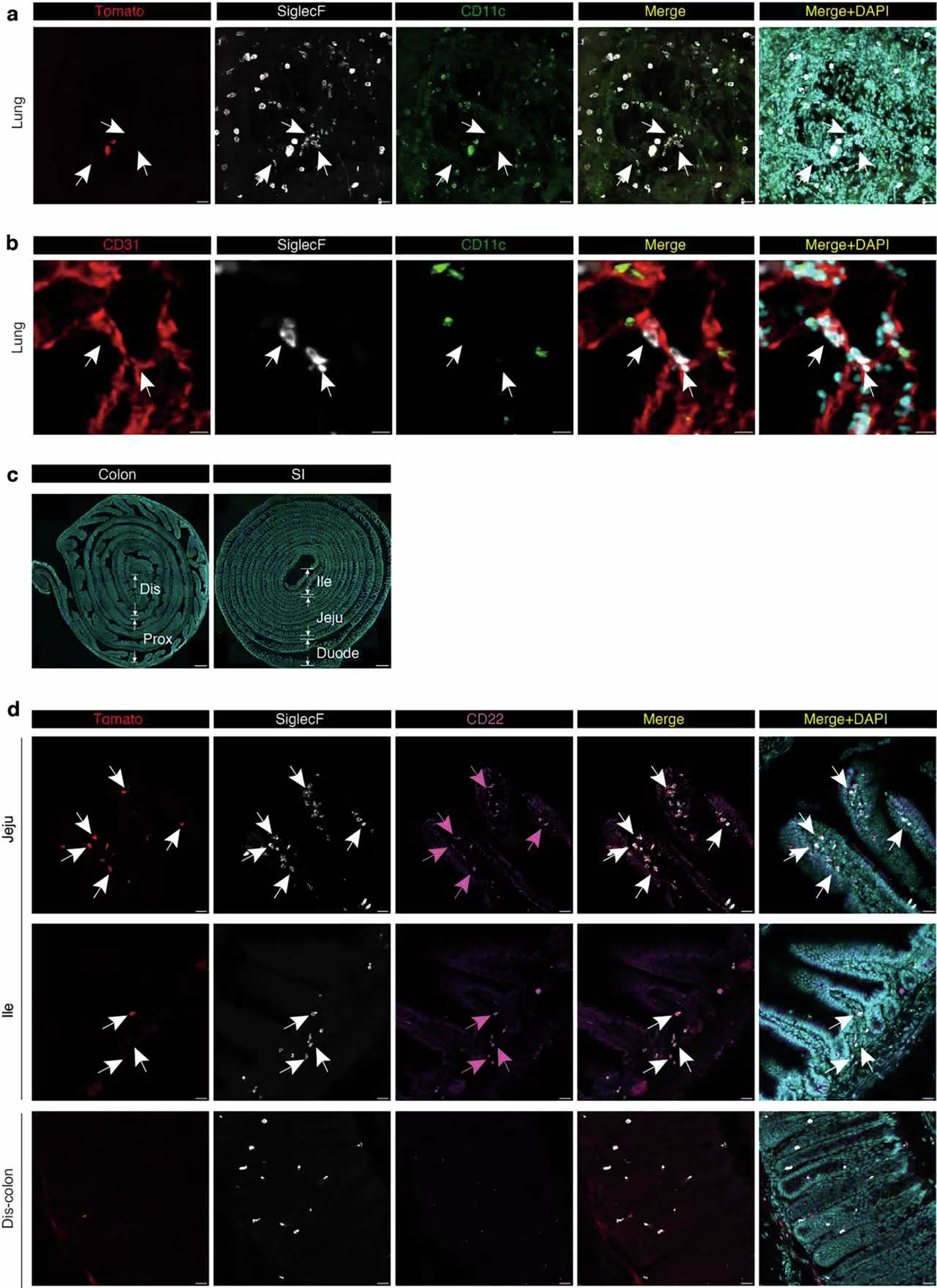 Extended Data Fig. 7: Spatially compartmentalized diversification of intestinal eosinophils.