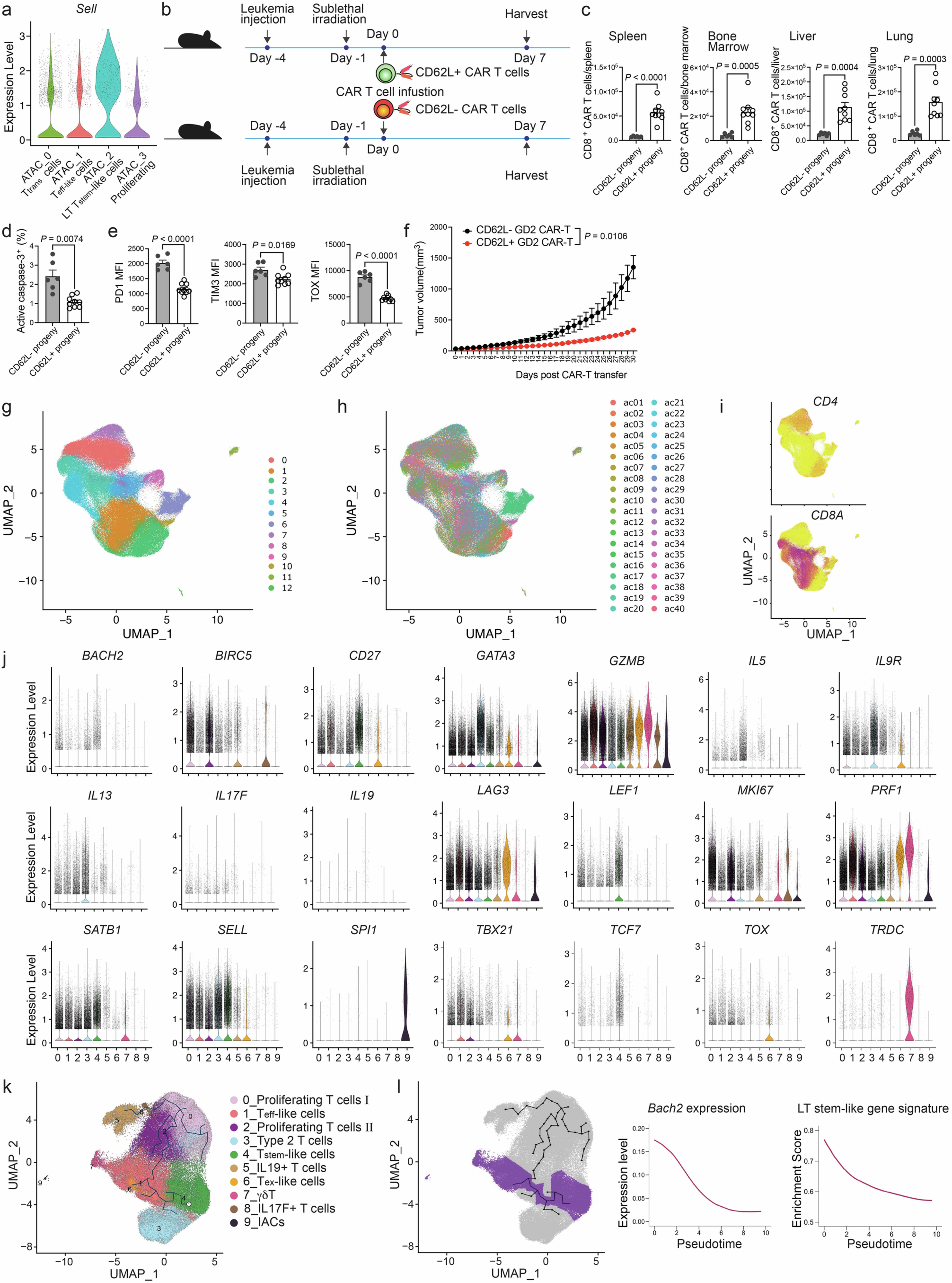 Extended Data Fig. 2: LT stem-like pre-infusion CAR T cells upregulate BACH2.