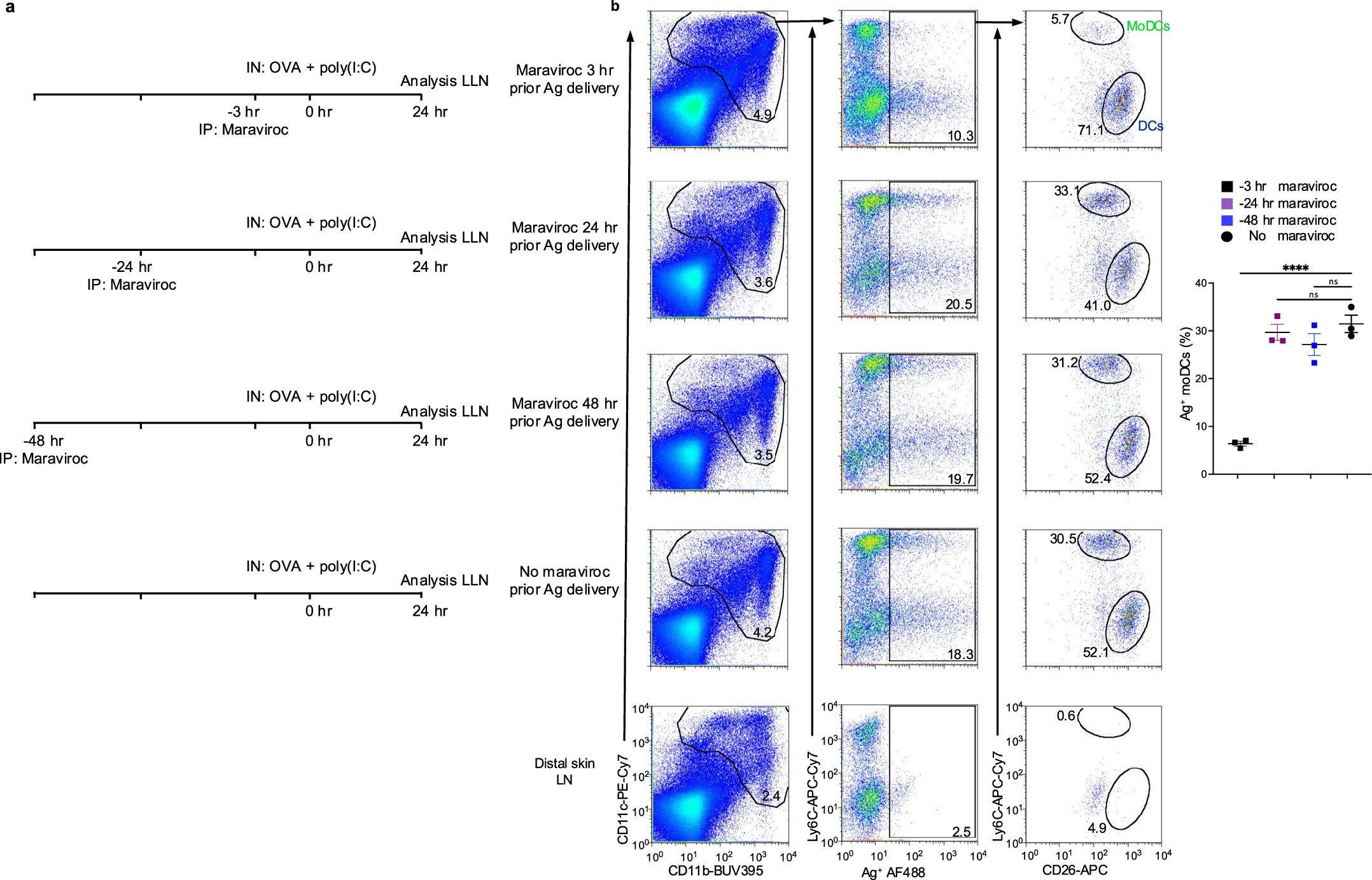 Extended Data Fig. 8: Maraviroc transiently inhibits CCR5-dependent moDC migration.