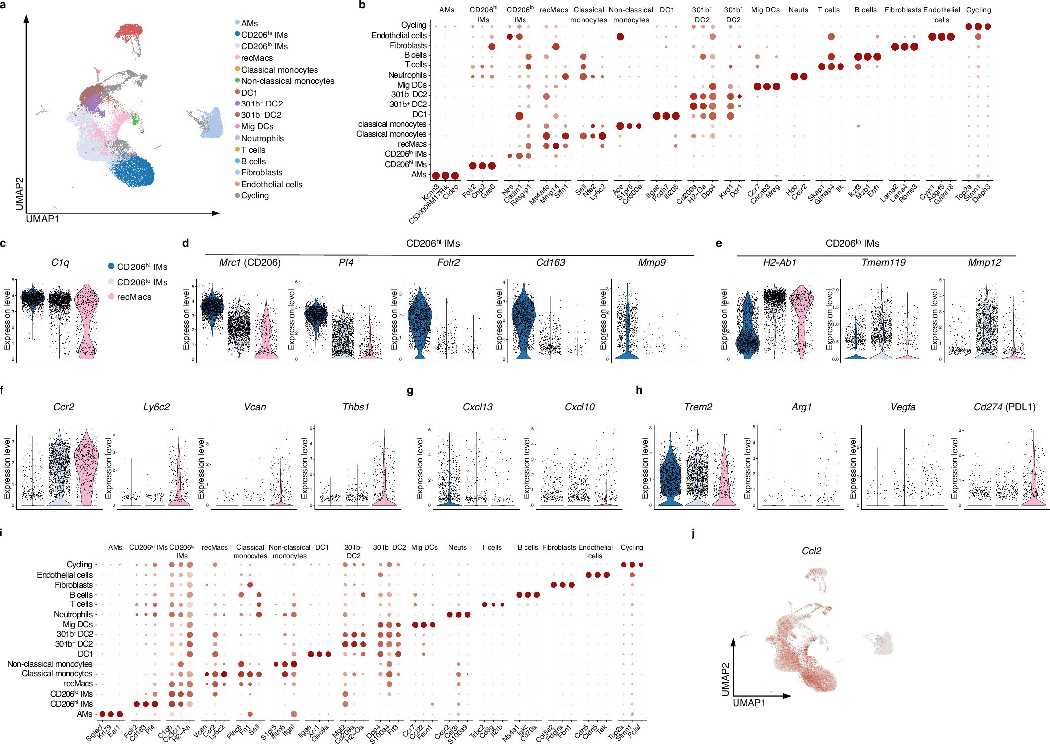 Extended Data Fig. 1: Second set: scRNA-seq of pulmonary melanoma identifies gene signatures in CD206hi IMs, CD206lo IMs and recMacs.