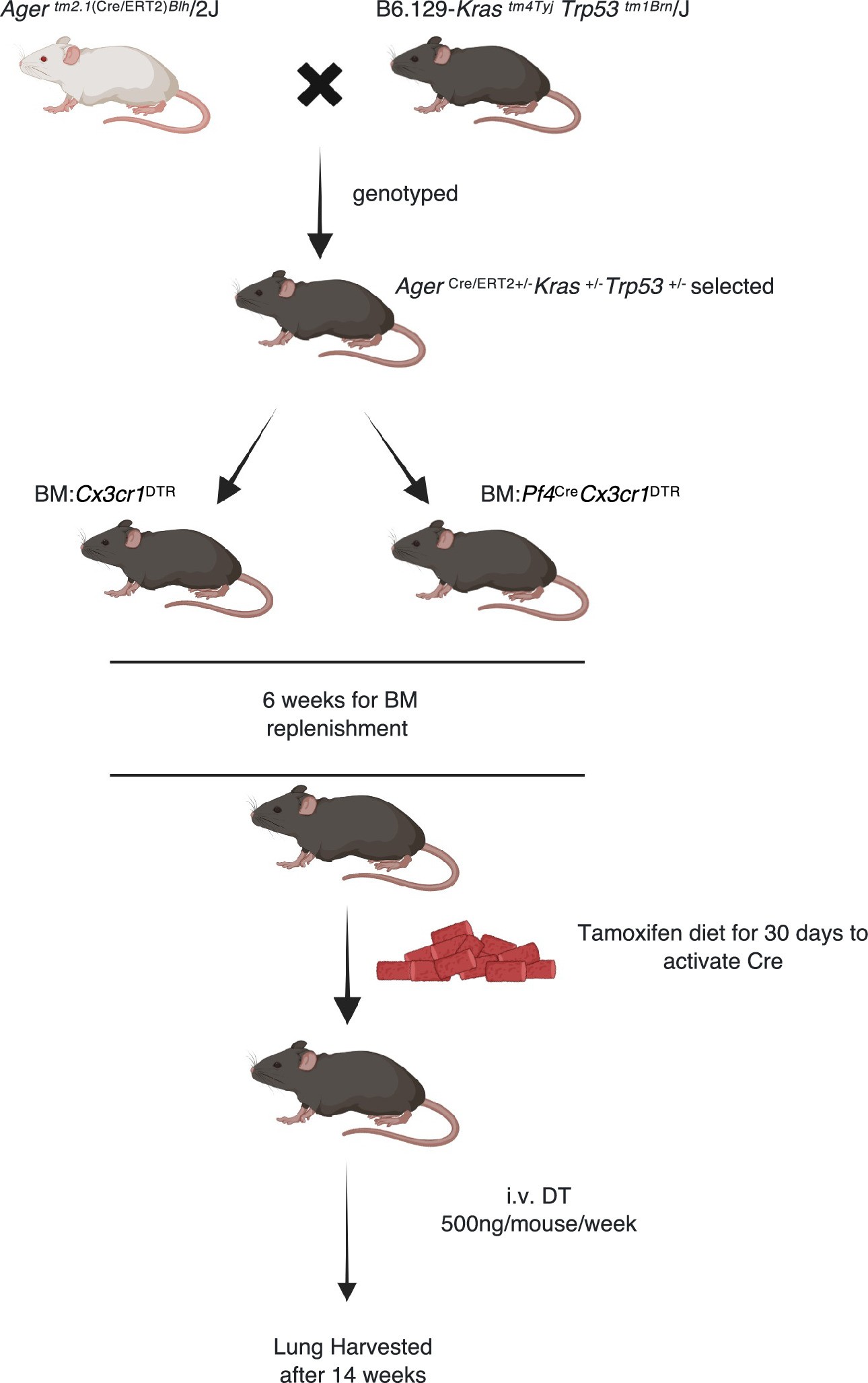Extended Data Fig. 2: A spontaneous genetic model of lung adenocarcinoma.