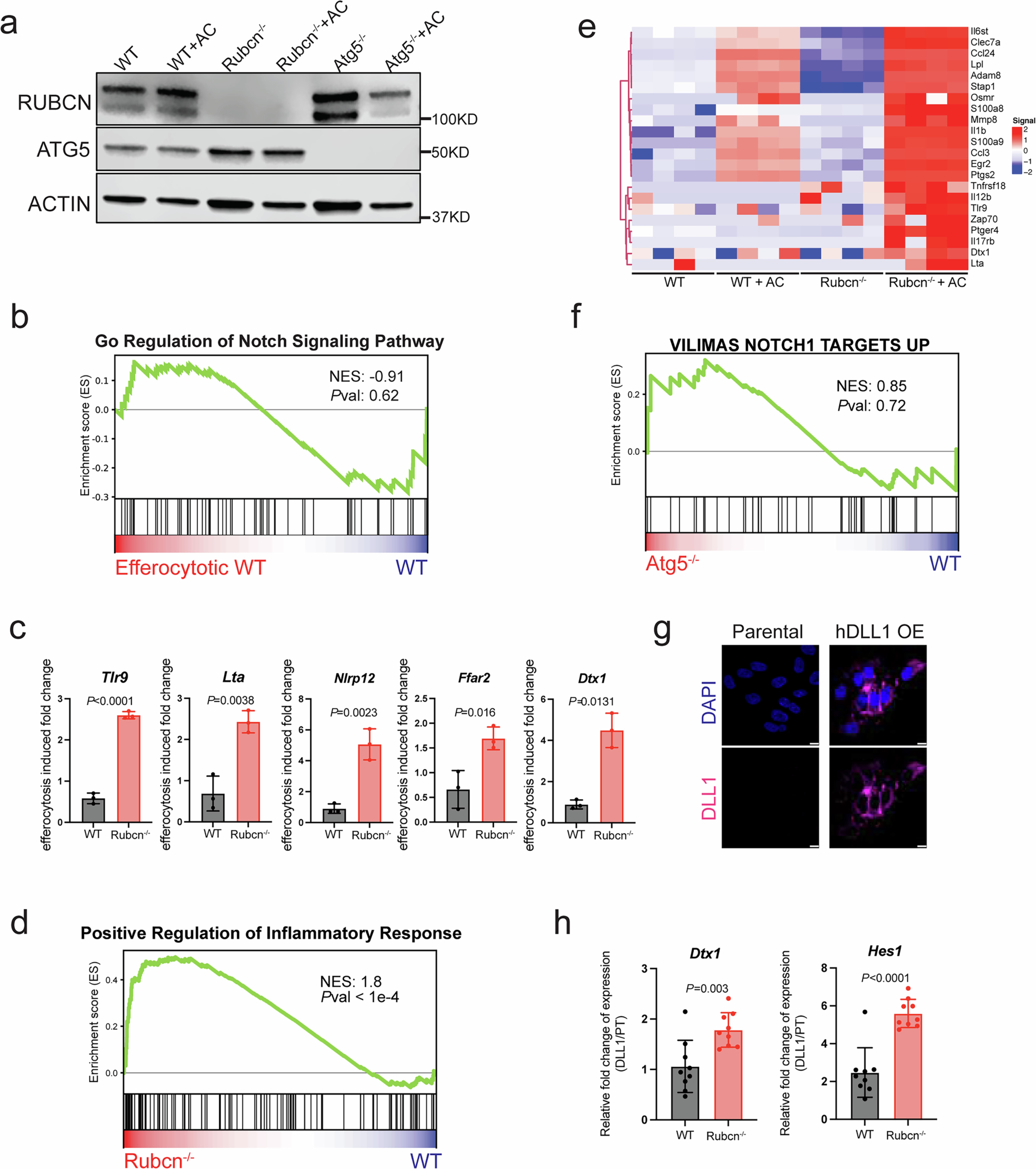 Extended Data Fig. 1: Notch activation in Rubicon-deficient BMDM upon efferocytosis.