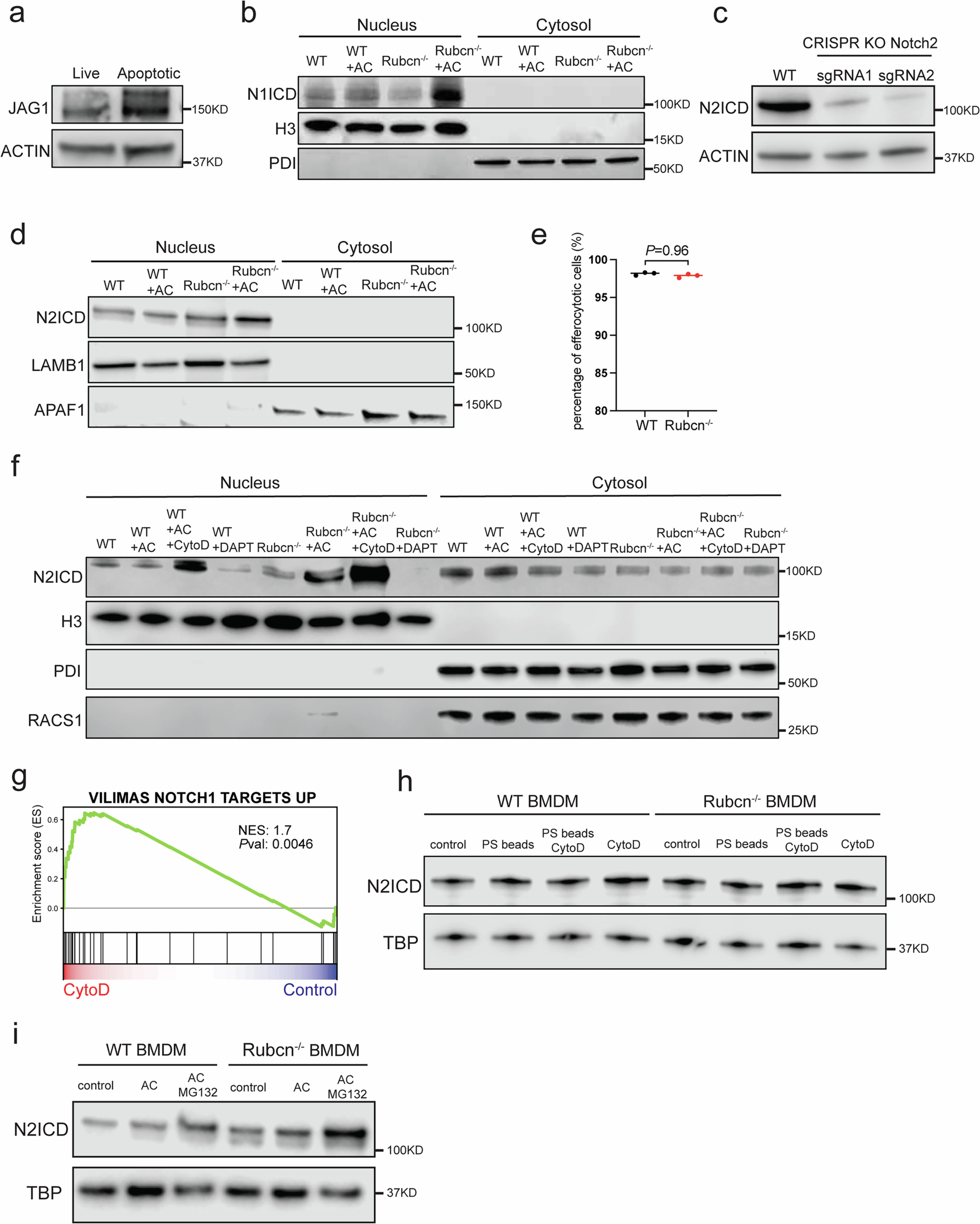 Extended Data Fig. 2: Notch receptor is proteolytically activated in Rubicon-deficient macrophages during efferocytosis.