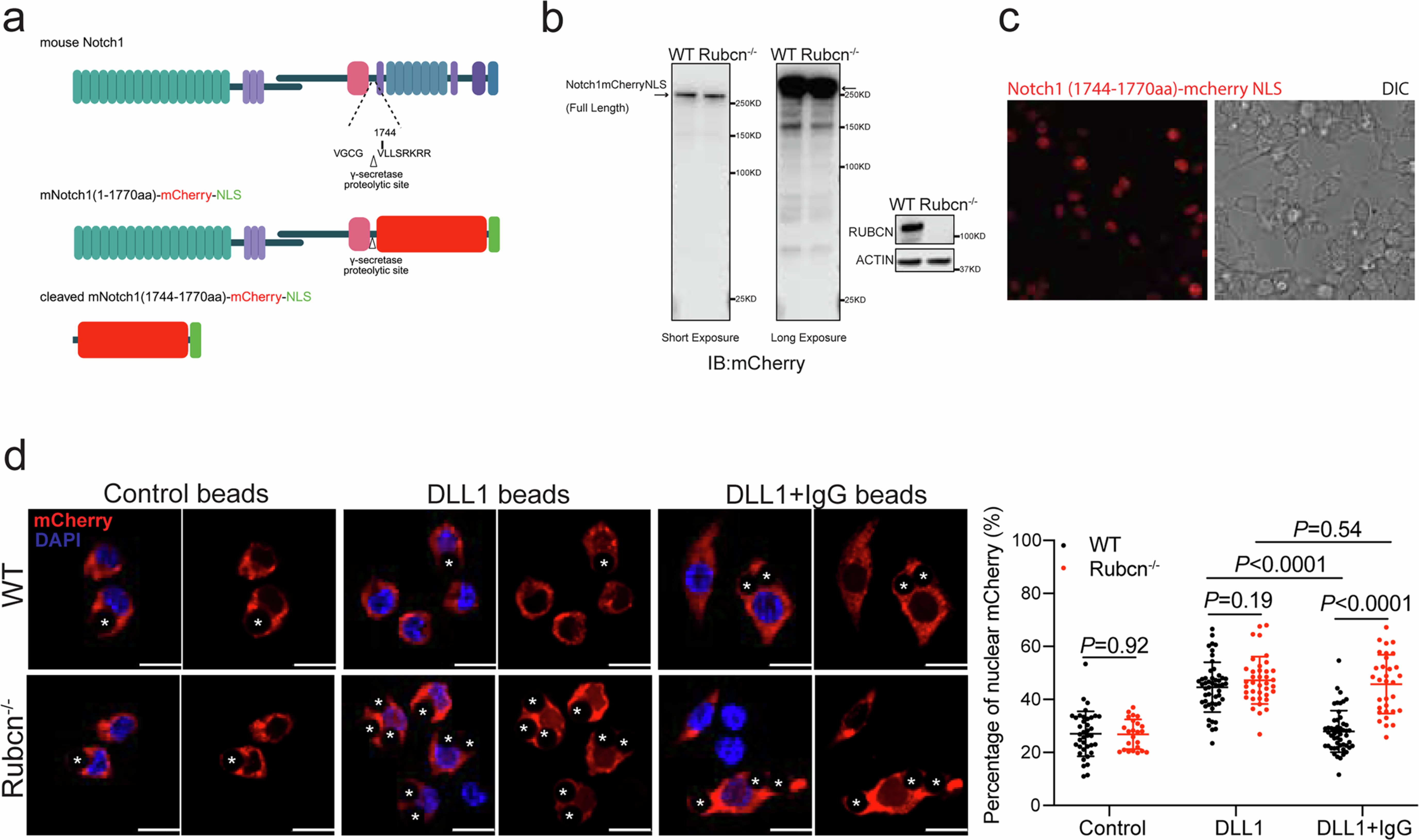 Extended Data Fig. 3: Rubicon is required for the inhibition of Notch activation mediated by IgG-FcR.