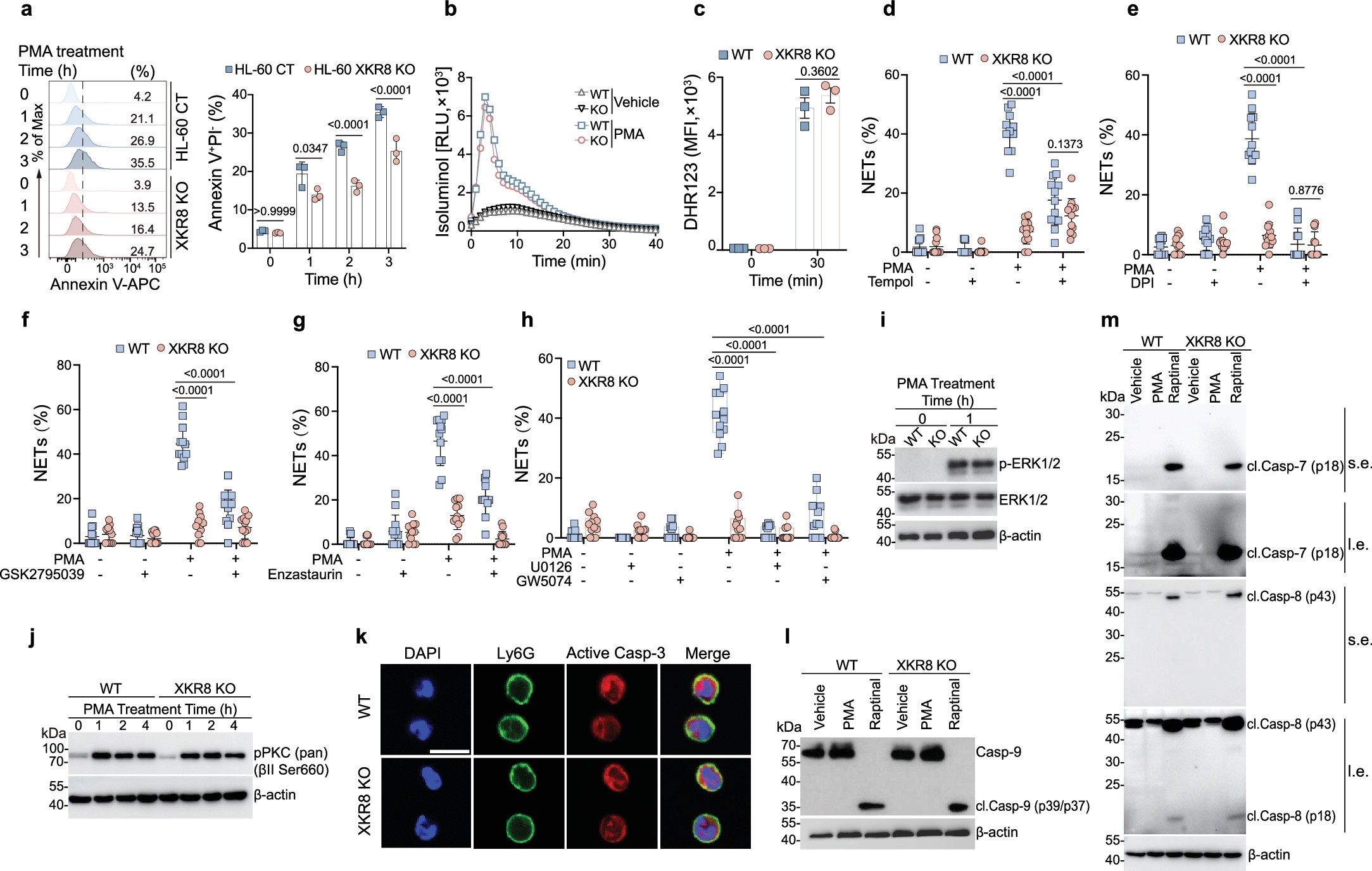 Extended Data Fig. 4: Upstream signaling pathways of NETs formation remain unaltered in XKR8-deficient neutrophils.