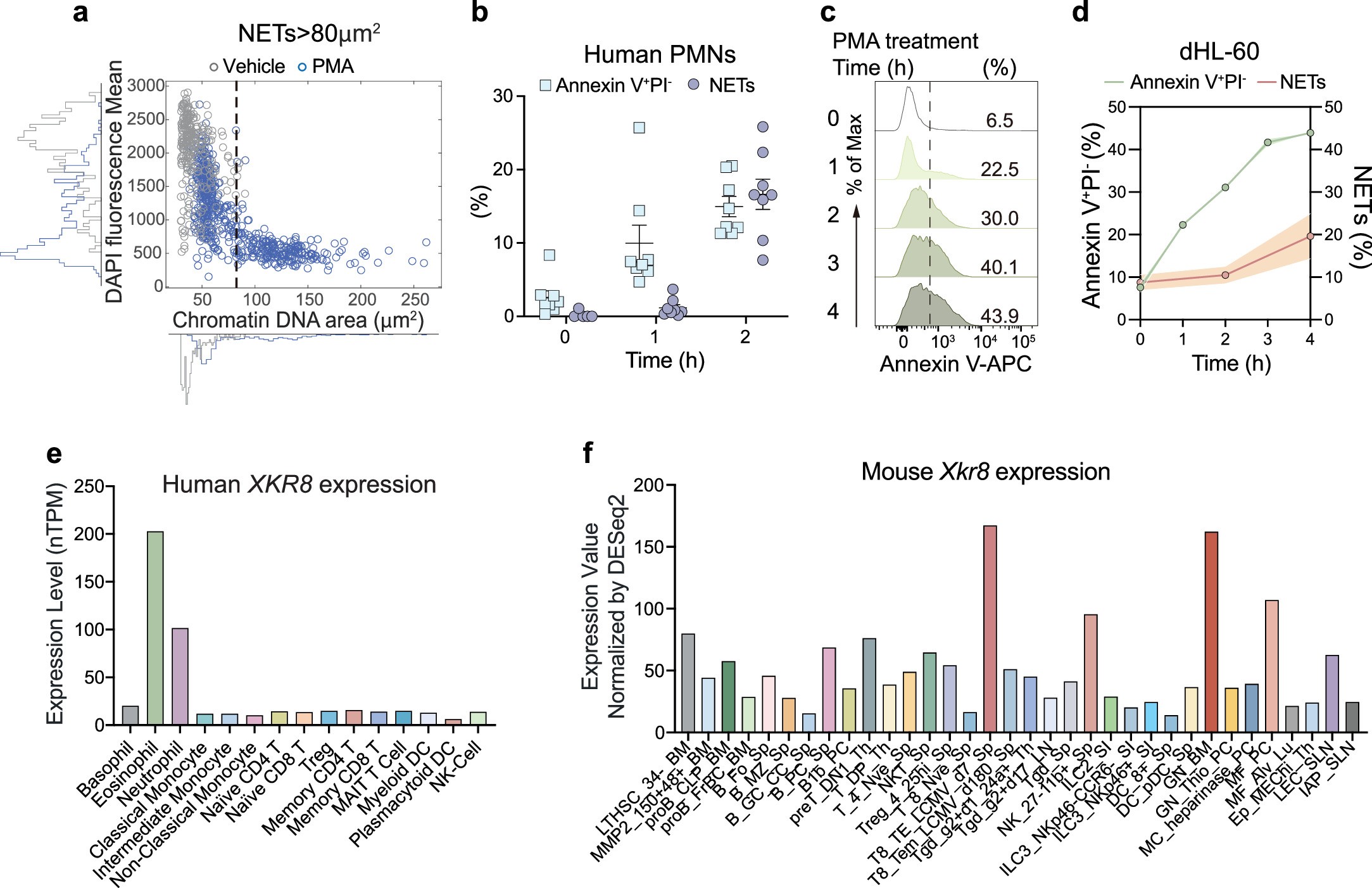 Extended Data Fig. 1: PS externalization during NETs formation and the generation of XKR8-deficient mice.