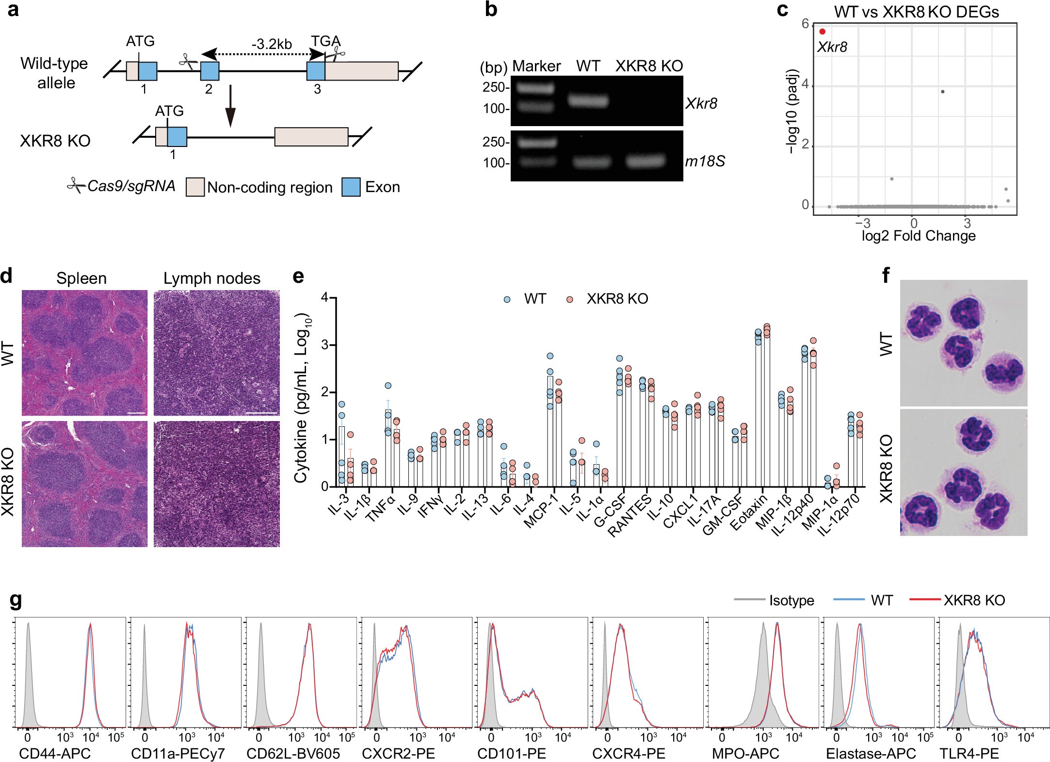 Extended Data Fig. 2: Generation and characterization of XKR8-deficient mice.