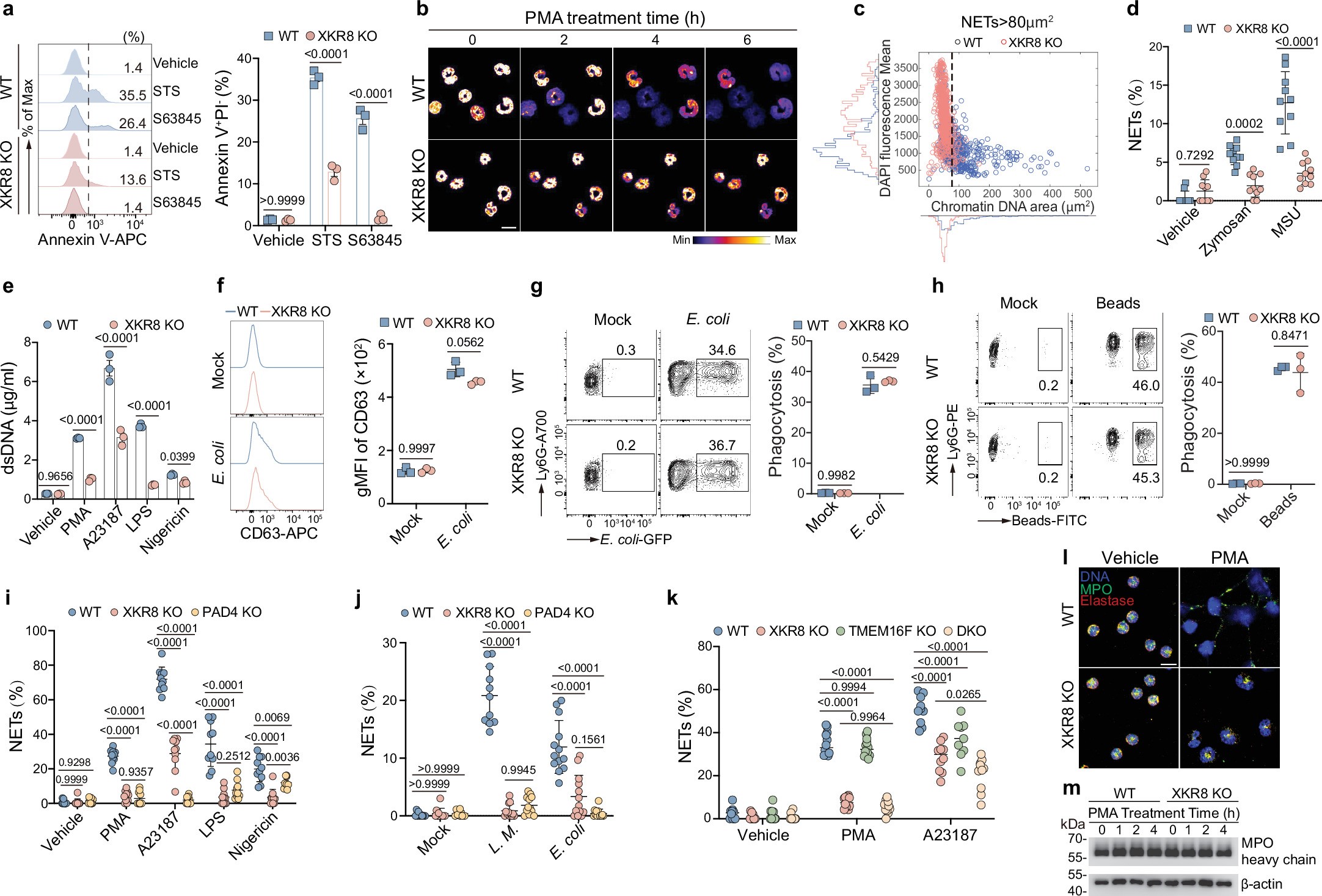 Extended Data Fig. 3: Impaired NETs formation in XKR8-deficient neutrophils.