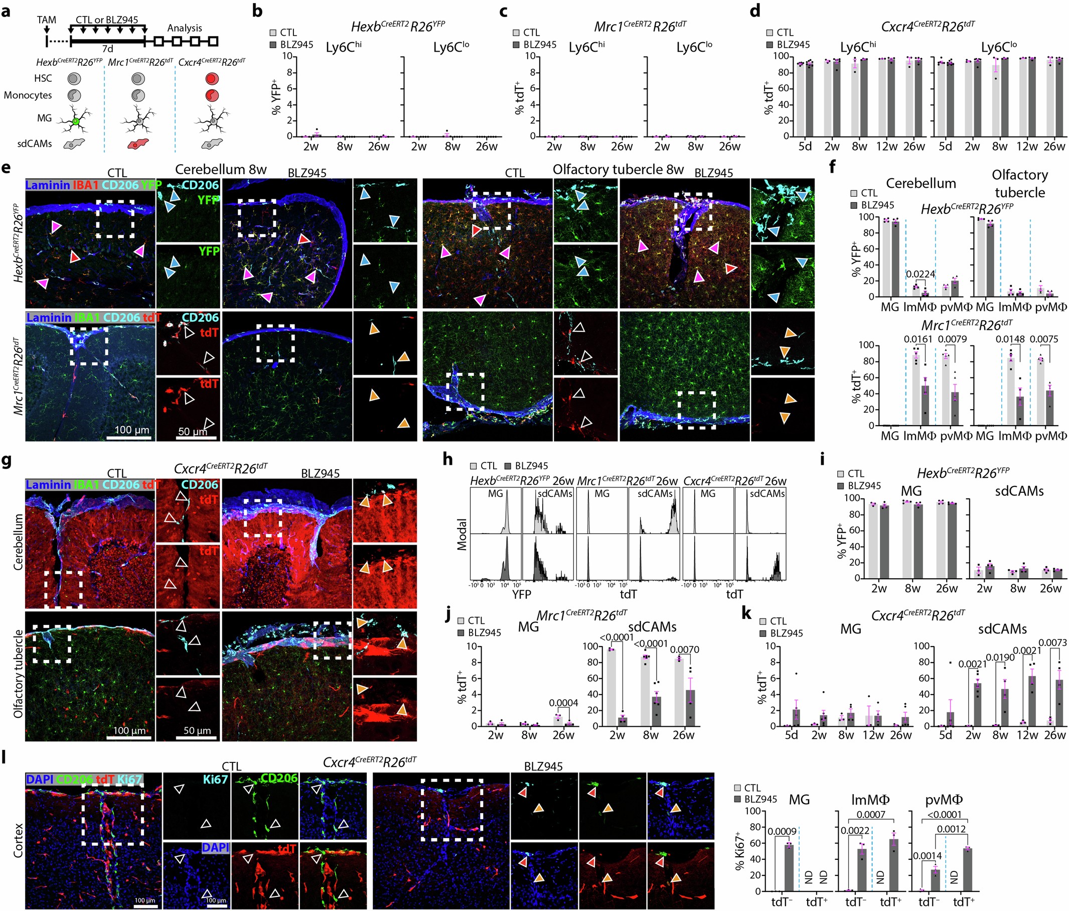 Extended Data Fig. 3: Repopulation dynamics of CNS macrophages throughout the brain.