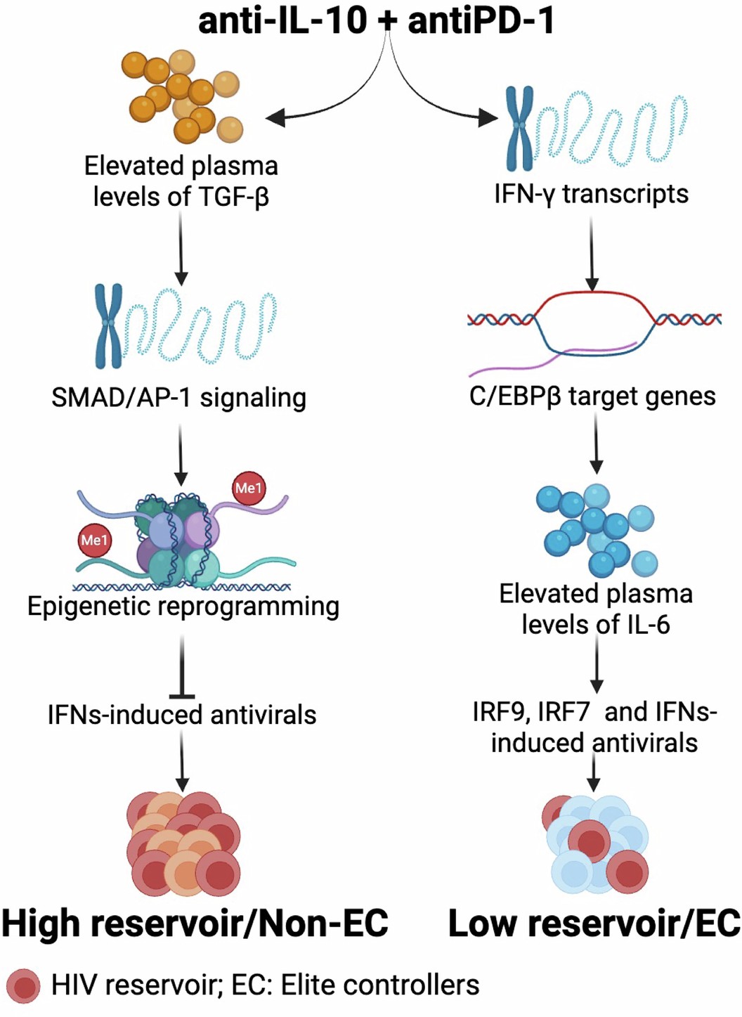 Extended Data Fig. 10: Overarching model of the interactions between TGF-β, IFNs and IL-6 and their downstream TFs.