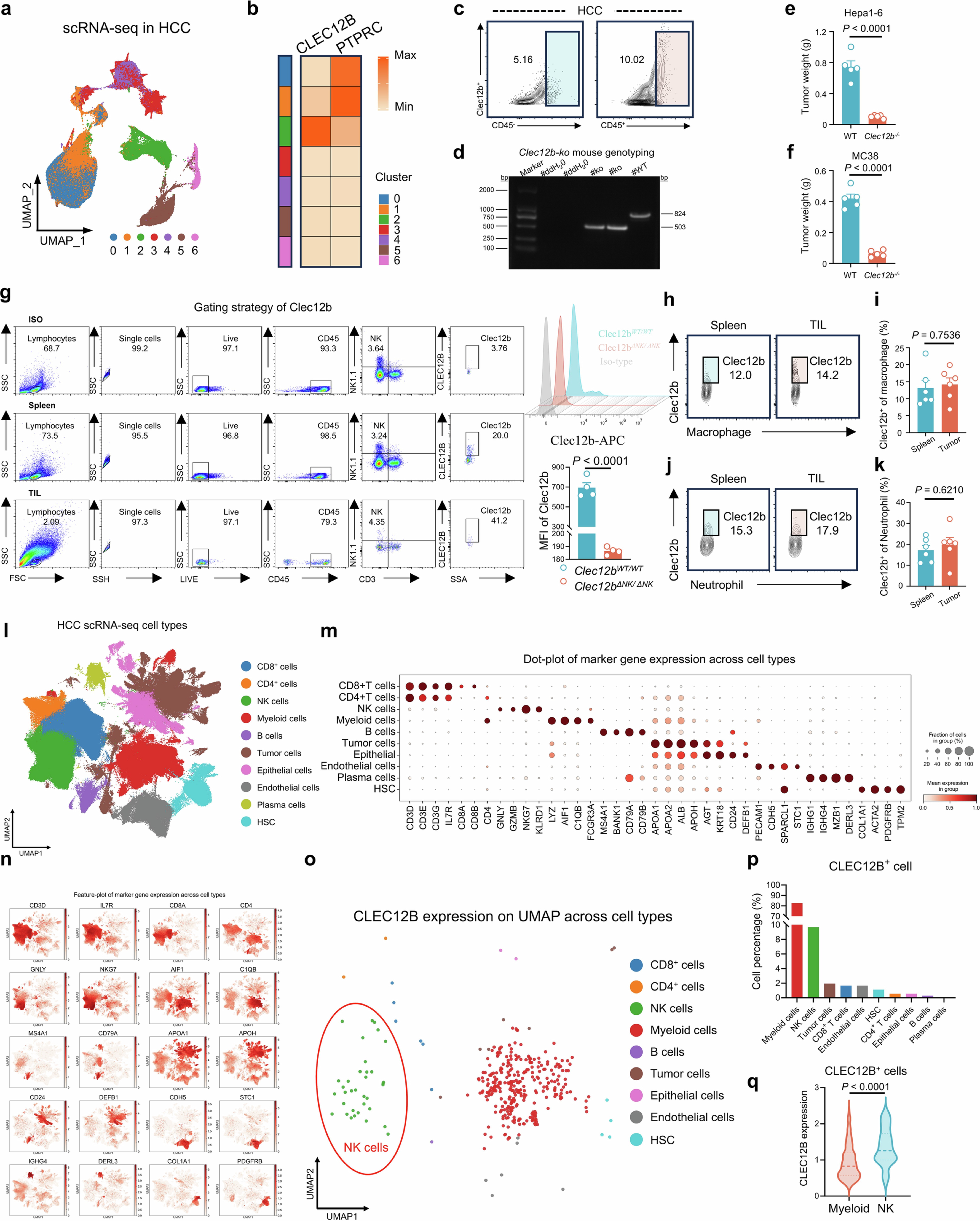 Extended Data Fig. 1: CLEC12B is predominantly expressed in NK and myeloid lineages and is selectively upregulated in tumor-infiltrating NK cells in HCC.