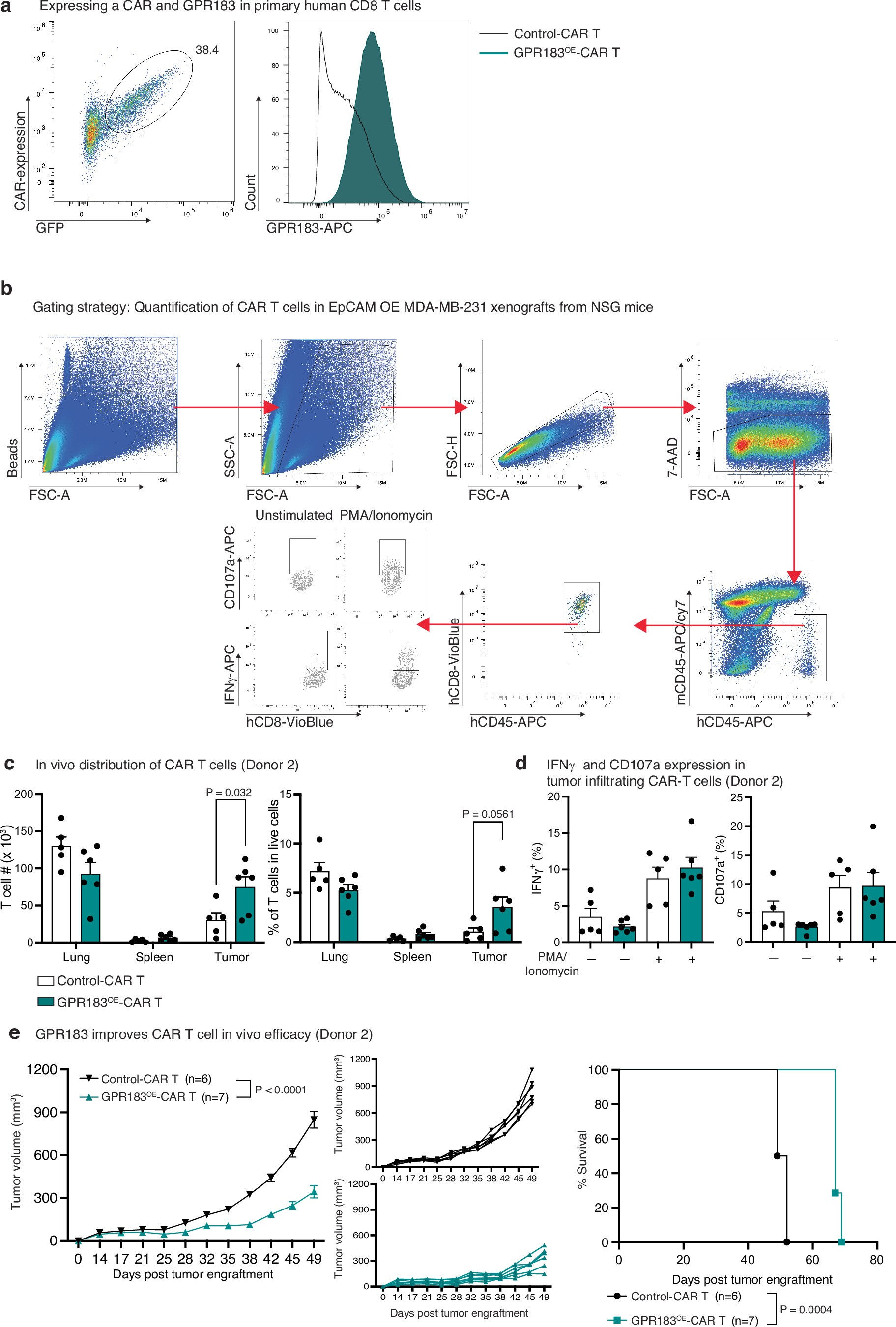 Extended Data Fig. 10: CAR T cell generation and GPR183-dependent in vivo infiltration and in vivo efficacy.