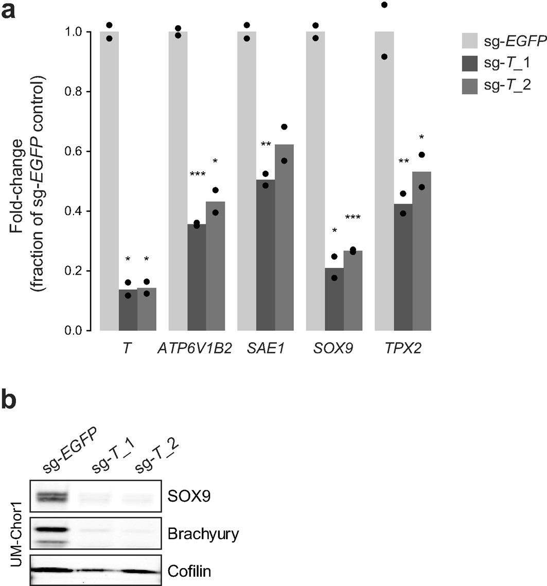 Extended Data Fig. 9: Expression of ATP6V1B2, SAE1, SOX9 and TPX2 is downregulated following sgRNA-mediated T (brachyury) repression.