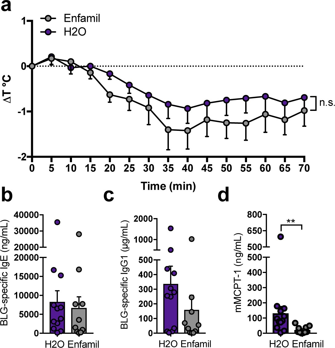 Extended Data Fig. 5: Continuous exposure to cow’s milk does not induce tolerance to BLG in germ-free mice fed with water or Enfamil and sensitized with BLG plus cholera toxin. 