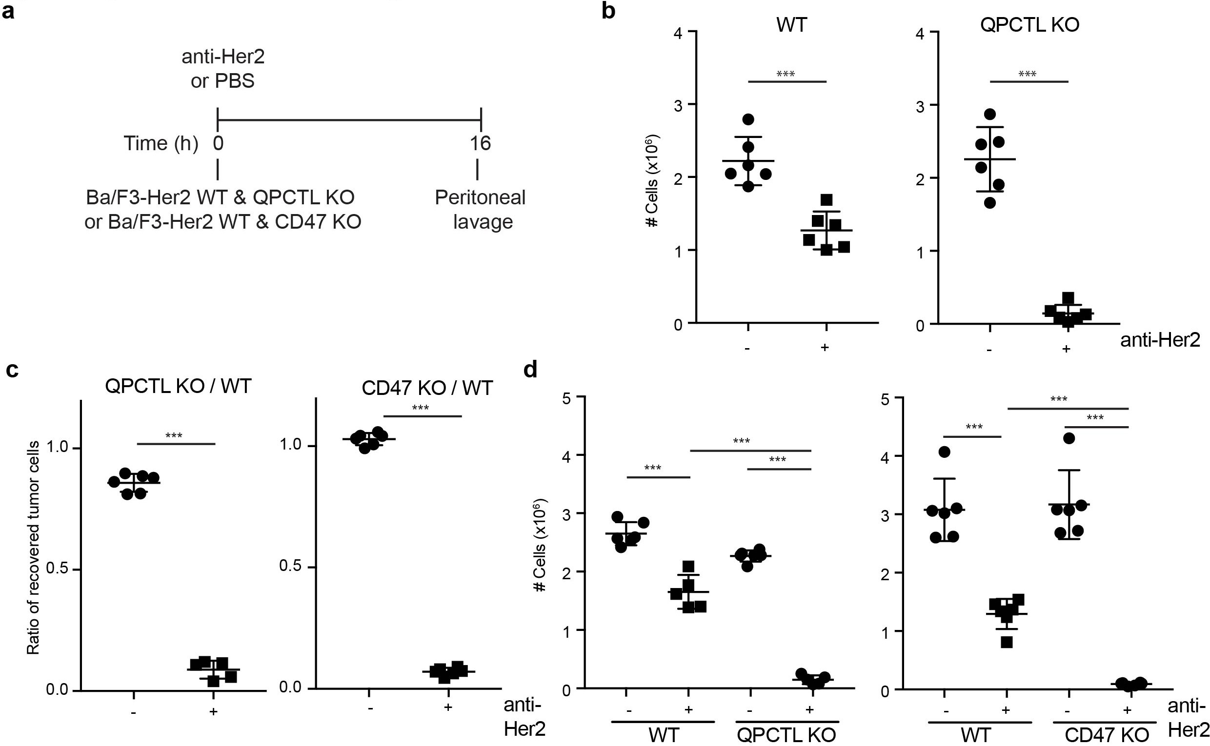 Extended Data Fig. 8: QPCTL deficiency leads to enhanced tumor cell control by tumor specific antibodies.