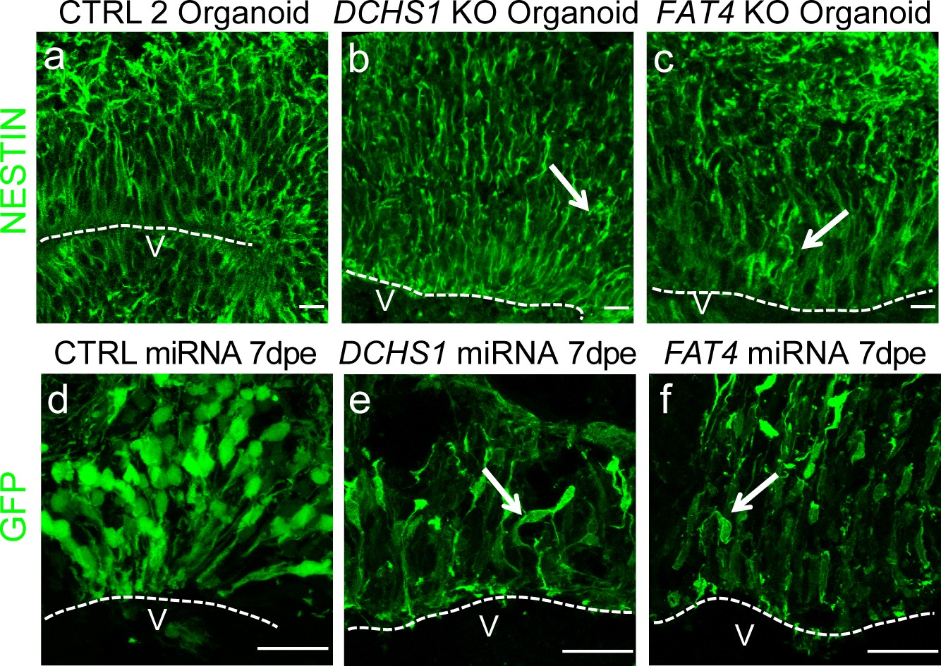 Extended Data Fig. 4