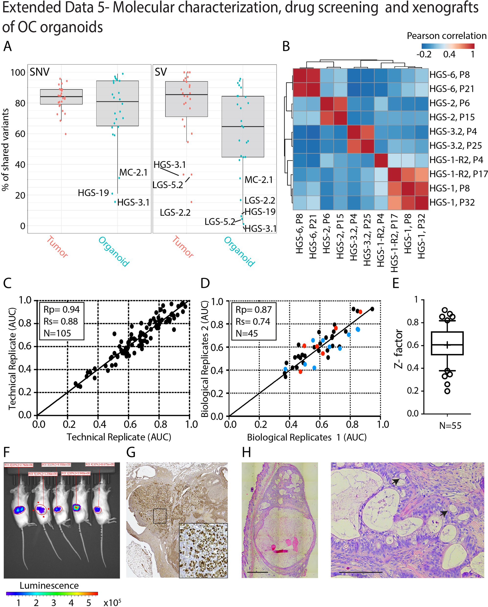 Extended Data Fig. 5: Molecular characterization, drug screening and xenografts of OC organoids.