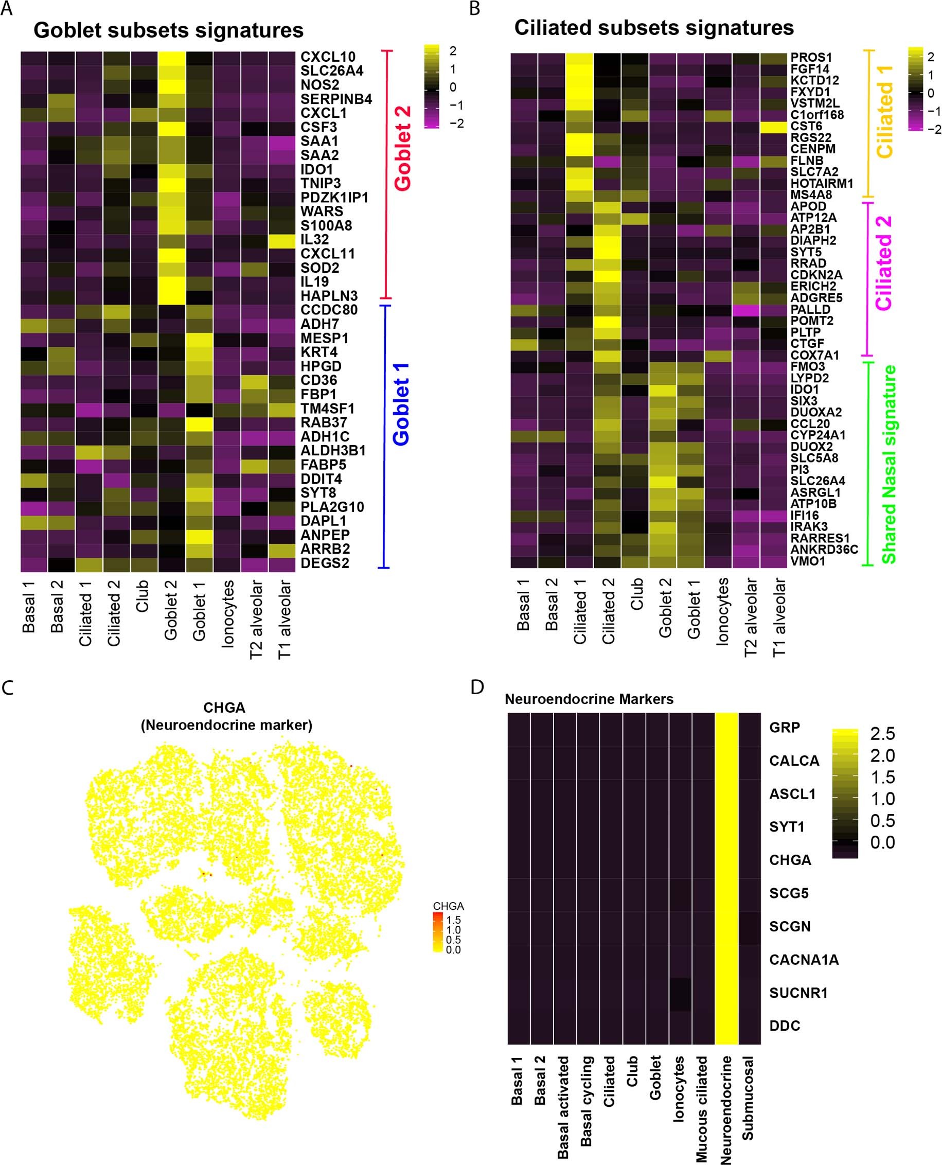 Extended Data Fig. 4: Marker gene analysis of specific goblet, ciliated, and neuroendocrine cells in human lungs.
