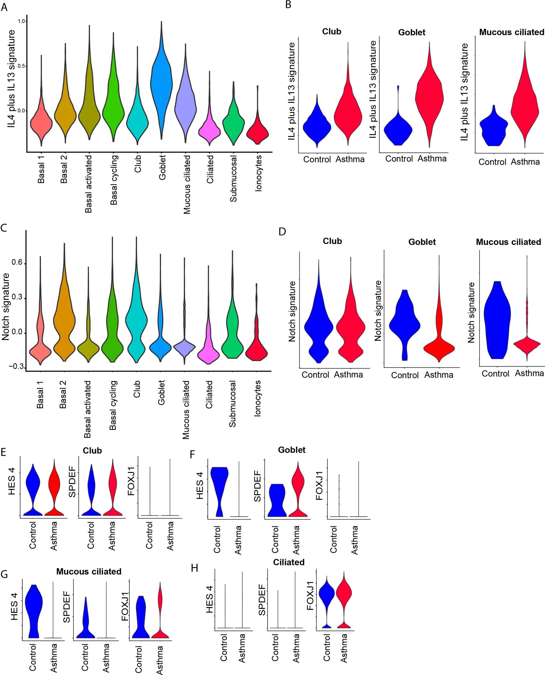 Extended Data Fig. 7: IL-4/IL-13- and Notch-driven gene transcription signatures in goblet cell metaplasia in asthma.