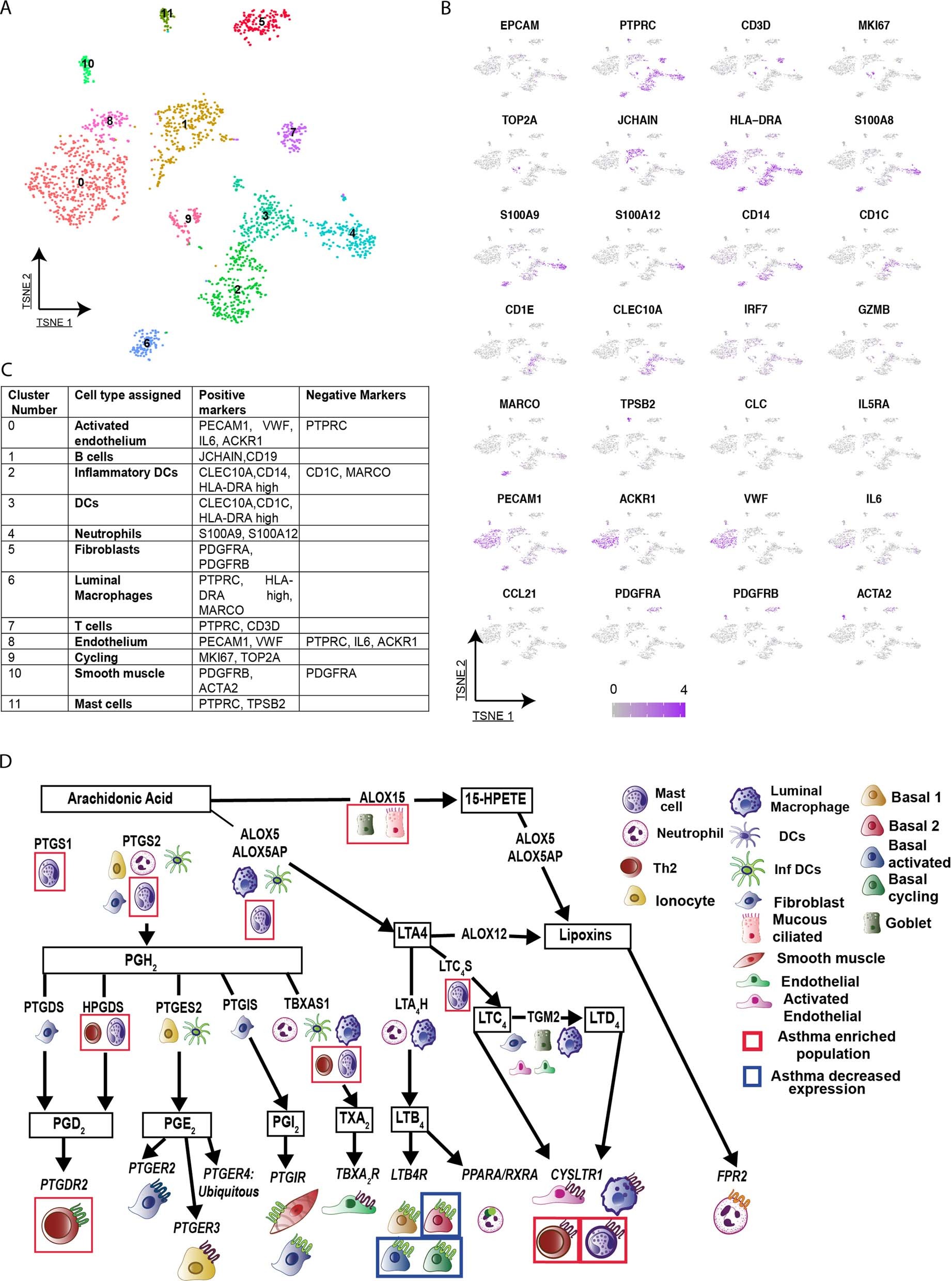 Extended Data Fig. 8: Clustering and cell-type assignment of non-epithelial cells in the airways of healthy control patients and patients with asthma and their expression of prostaglandin enzymes.