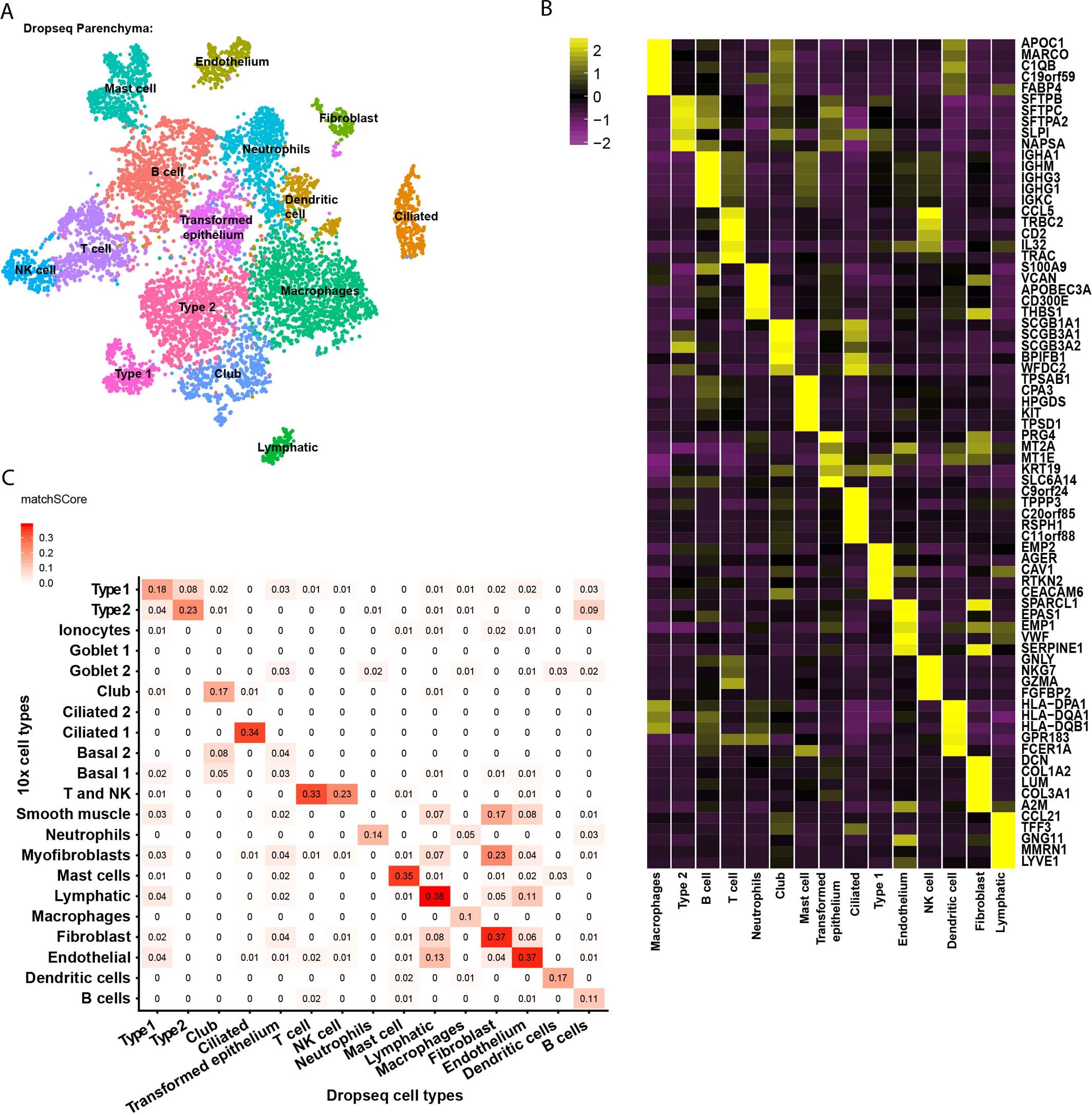 Extended Data Fig. 2: Resection lung material analysis via Drop-seq.