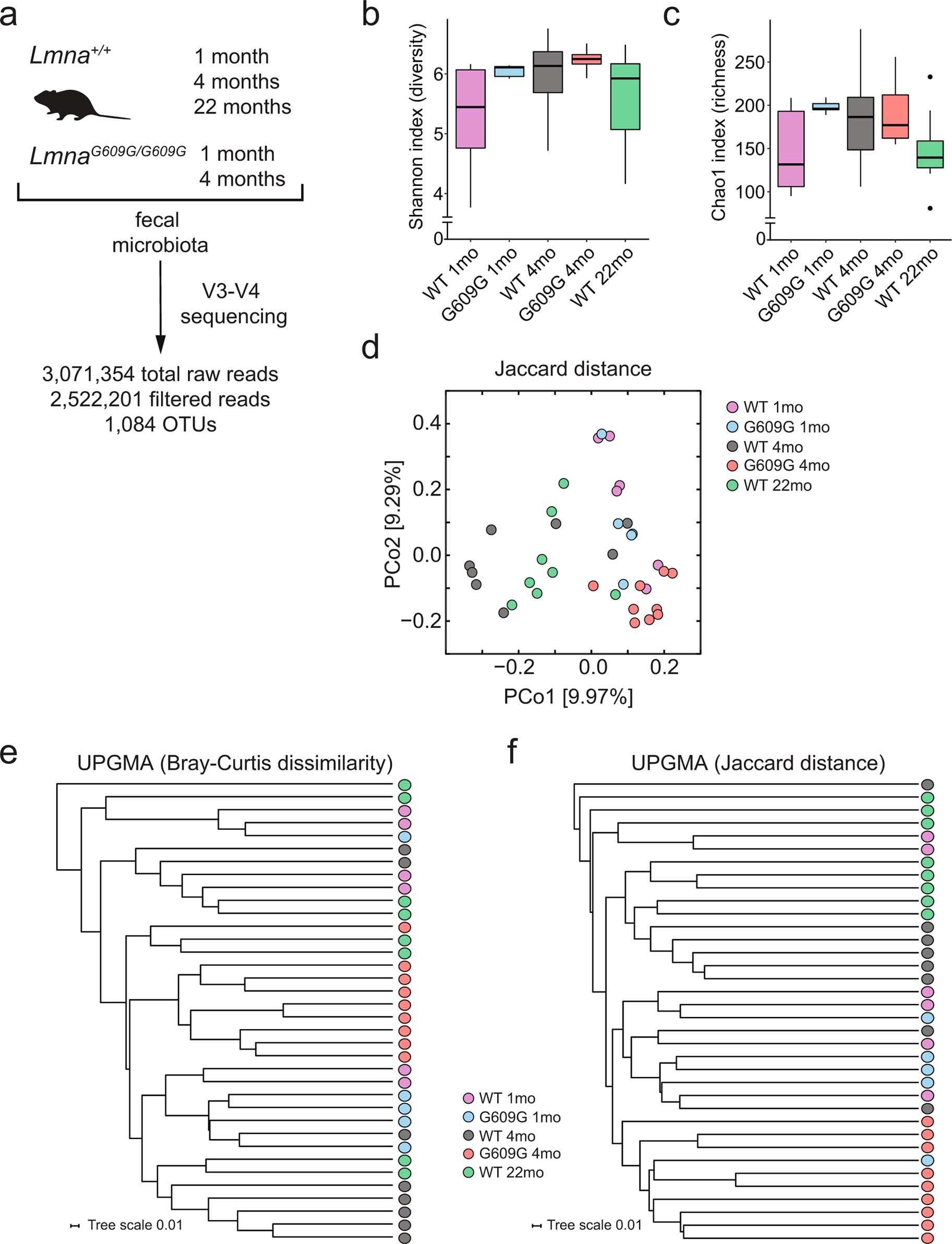 Extended Data Fig. 1: Biodiversity in wild-type (WT) and LmnaG609G/G609G mice at different ages.