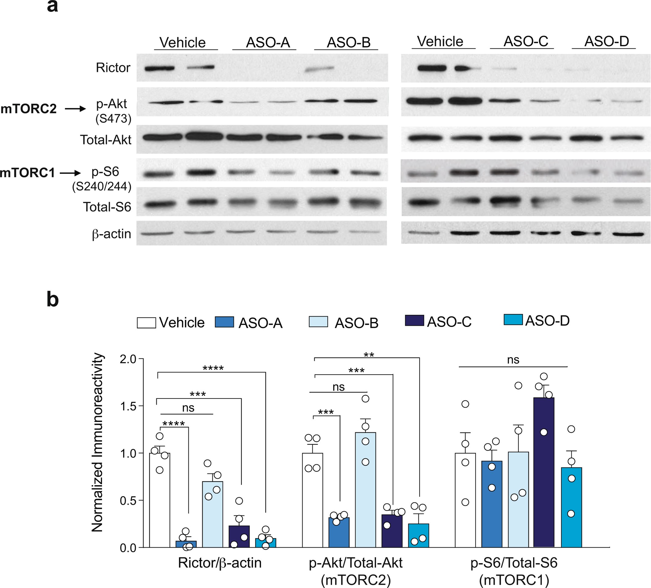 Extended Data Fig. 8: ASO-A (Rictor-ASO) reduces mTORC2 (but not mTORC1) activity in cortical neurons in culture.