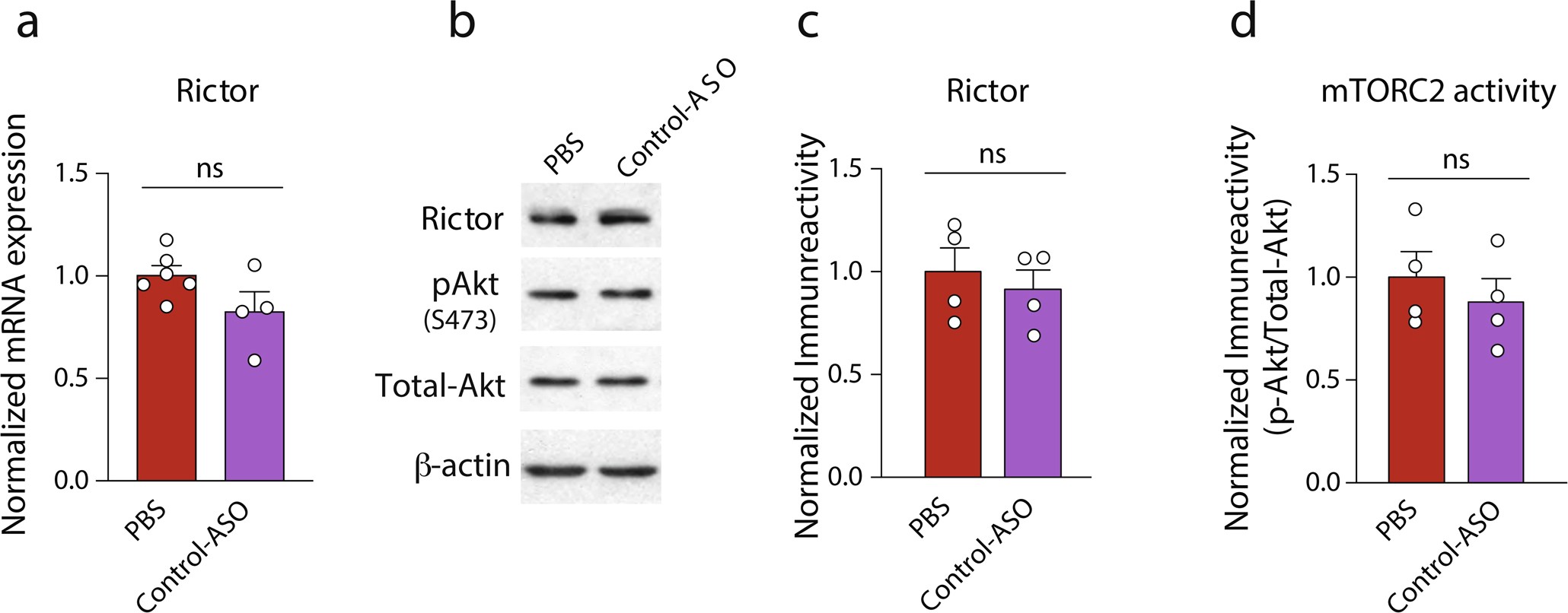 Extended Data Fig. 10: A control ASO (Control-ASO) failed to reduce Rictor mRNA levels and inhibit mTORC2 activity.