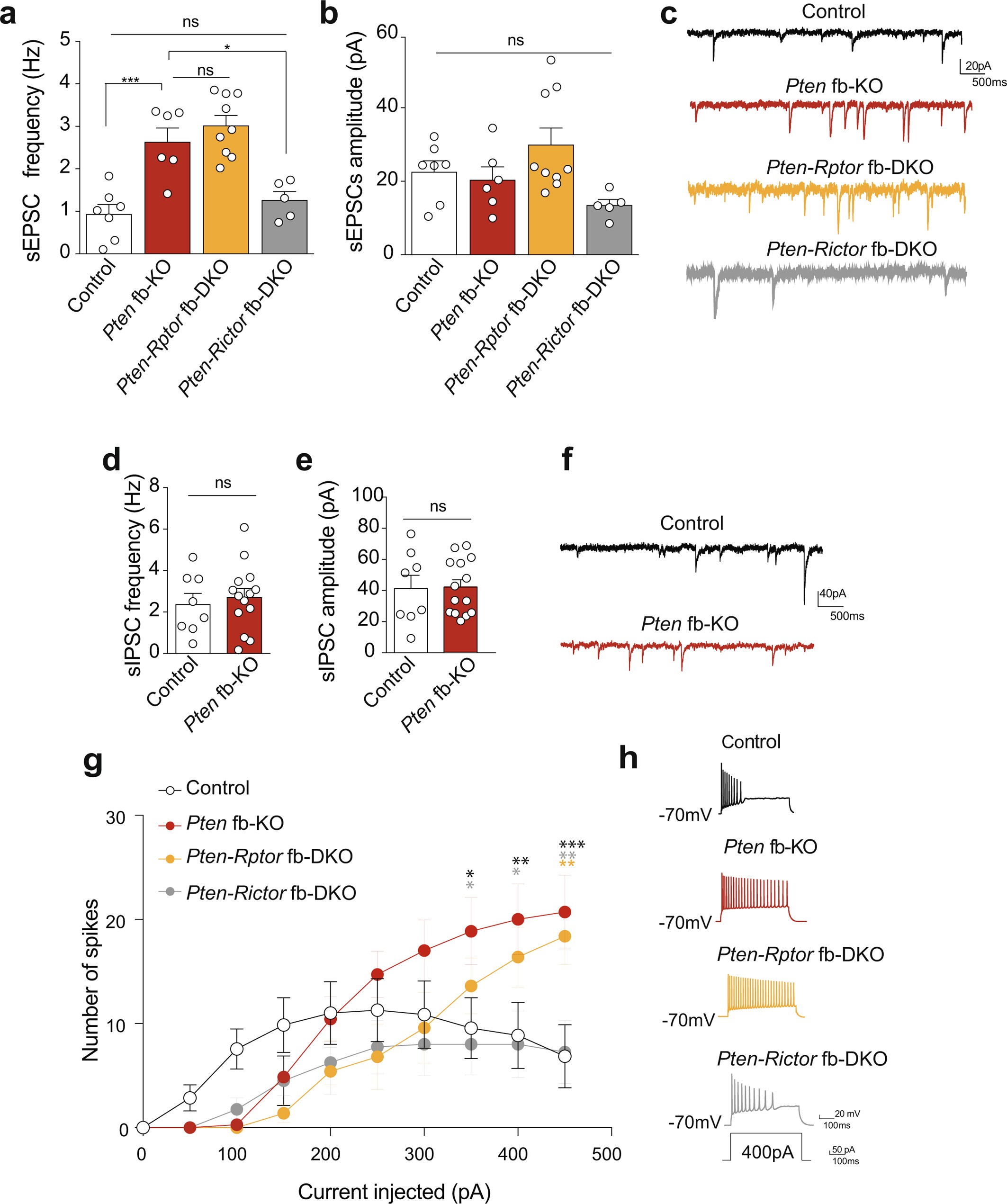 Extended Data Fig. 3: Genetic inhibition of mTORC2 (but not mTORC1) reverses the increased excitatory synaptic transmission in Pten fb-KO mice.