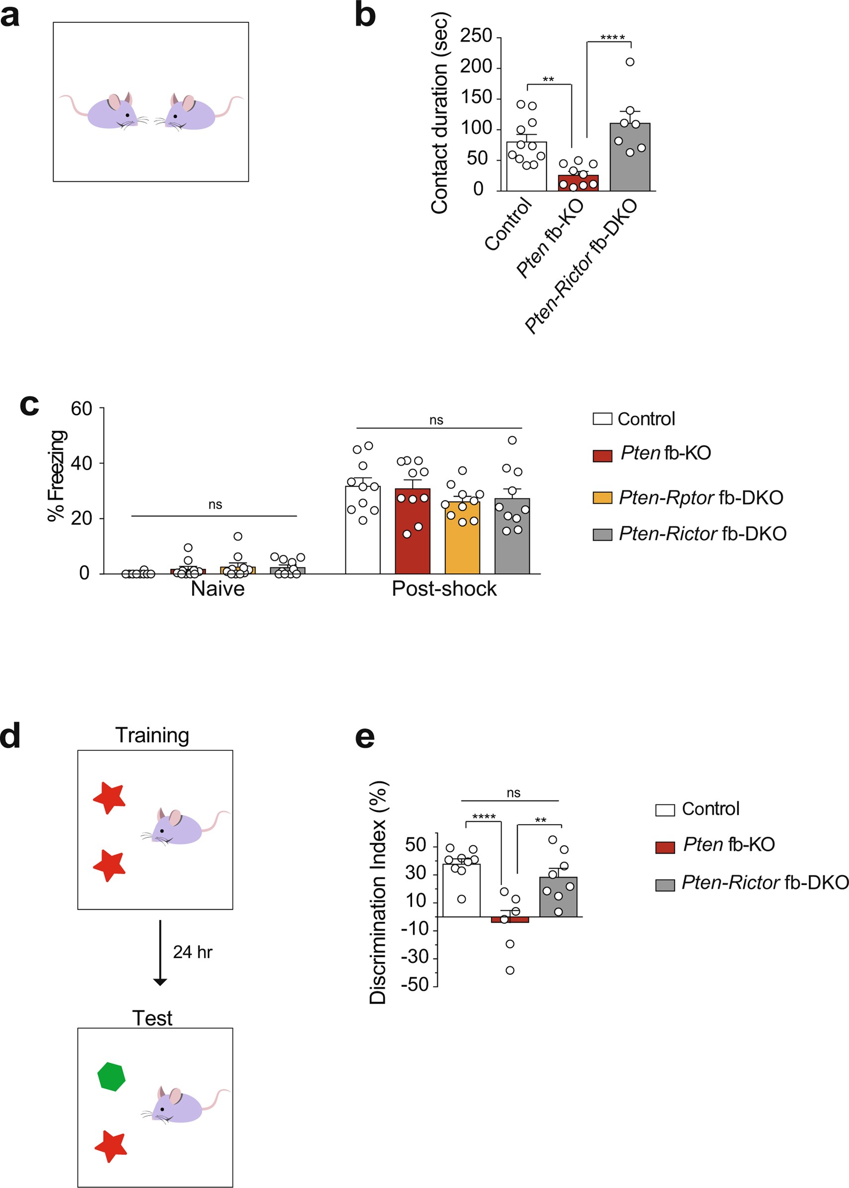 Extended Data Fig. 4: Genetic inhibition of mTORC2 rescues the deficits in reciprocal social interaction and long-term object recognition memory in Pten fb-KO mice.