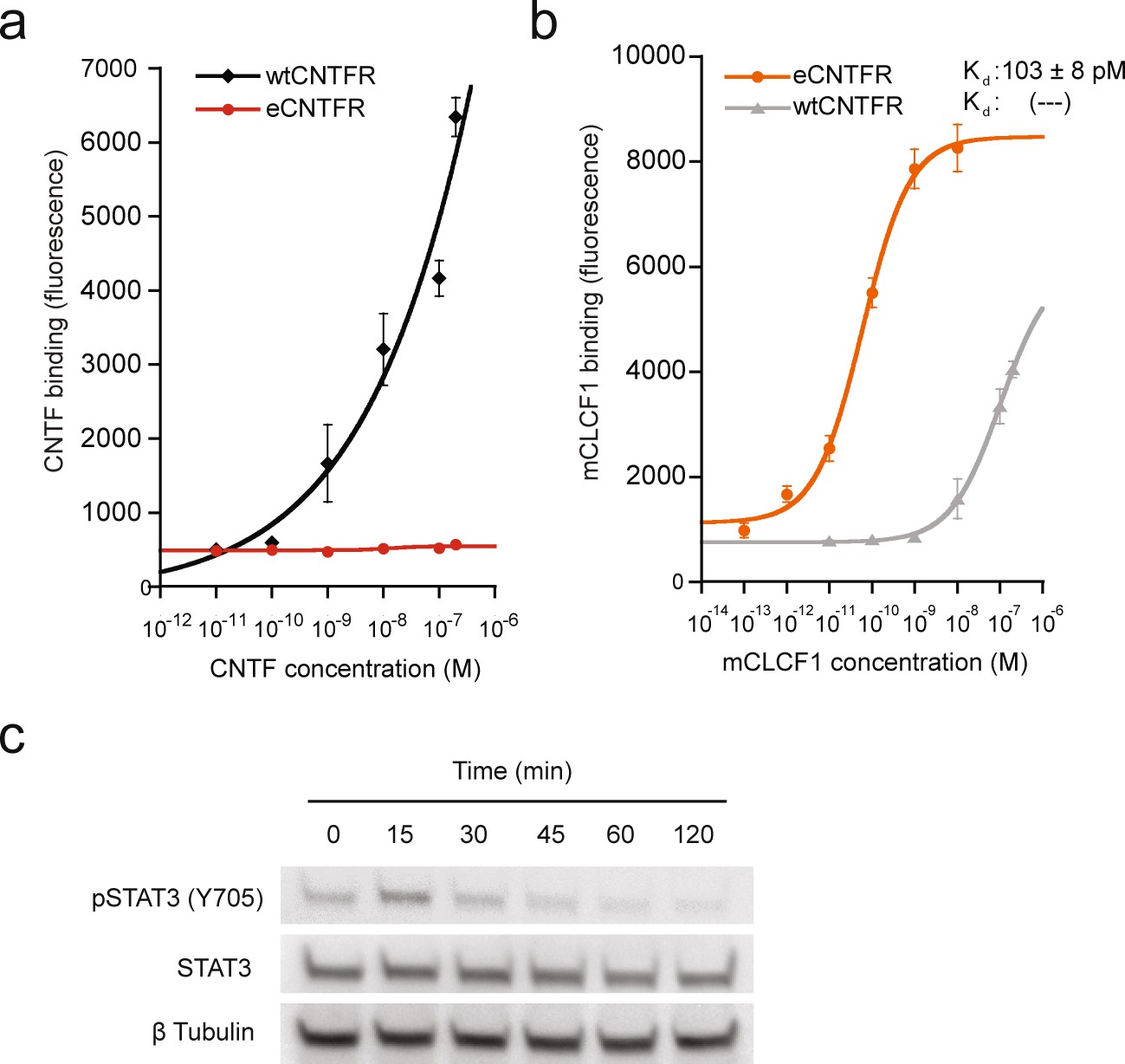 Extended Data Fig. 10: Yeast-displayed affinity matured eCNTFR does not bind to CNTF but retains high affinity binding to mCLCF1.