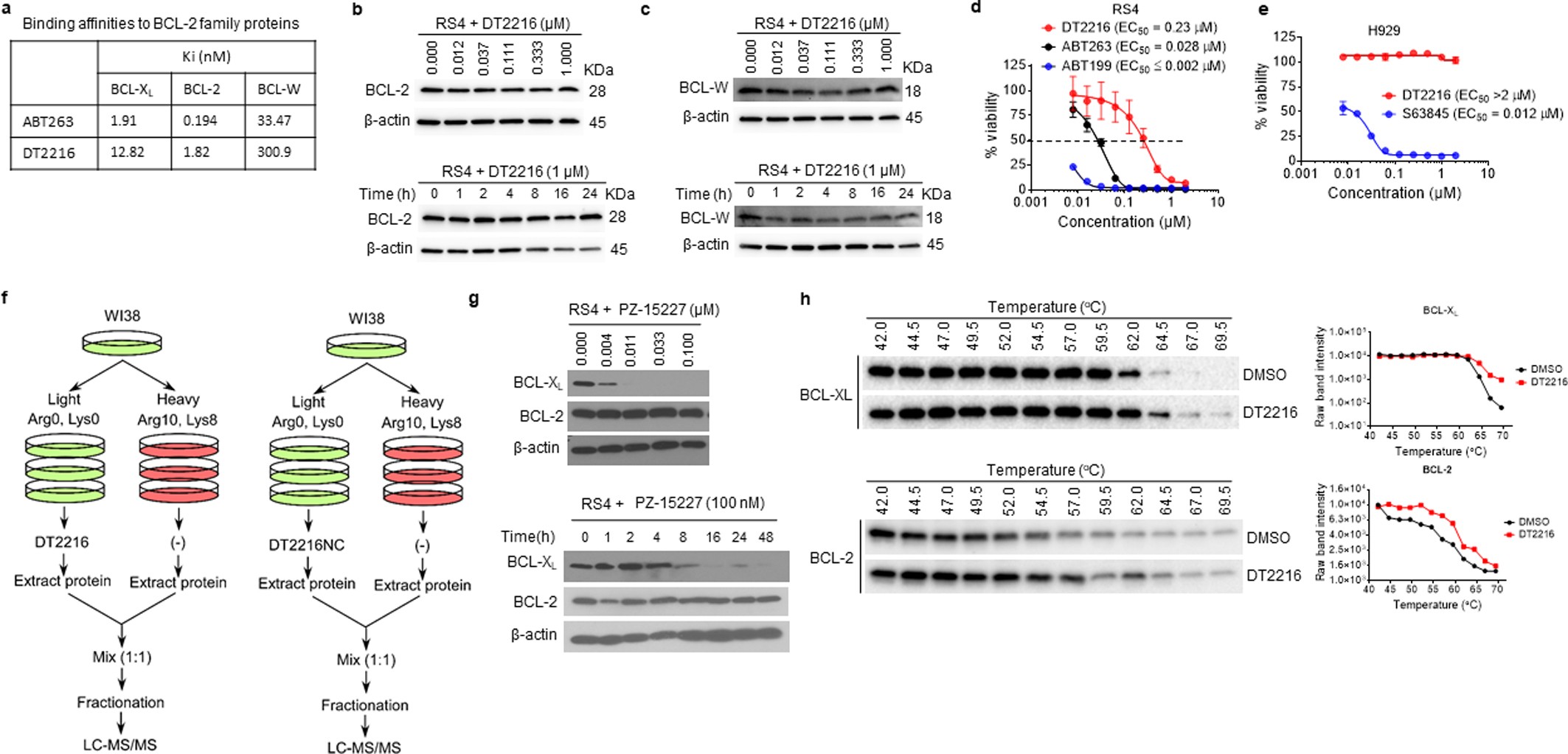Extended Data Fig. 4: DT2216 binds to both BCL-XL and BCL-2 but cannot degrade BCL-2.