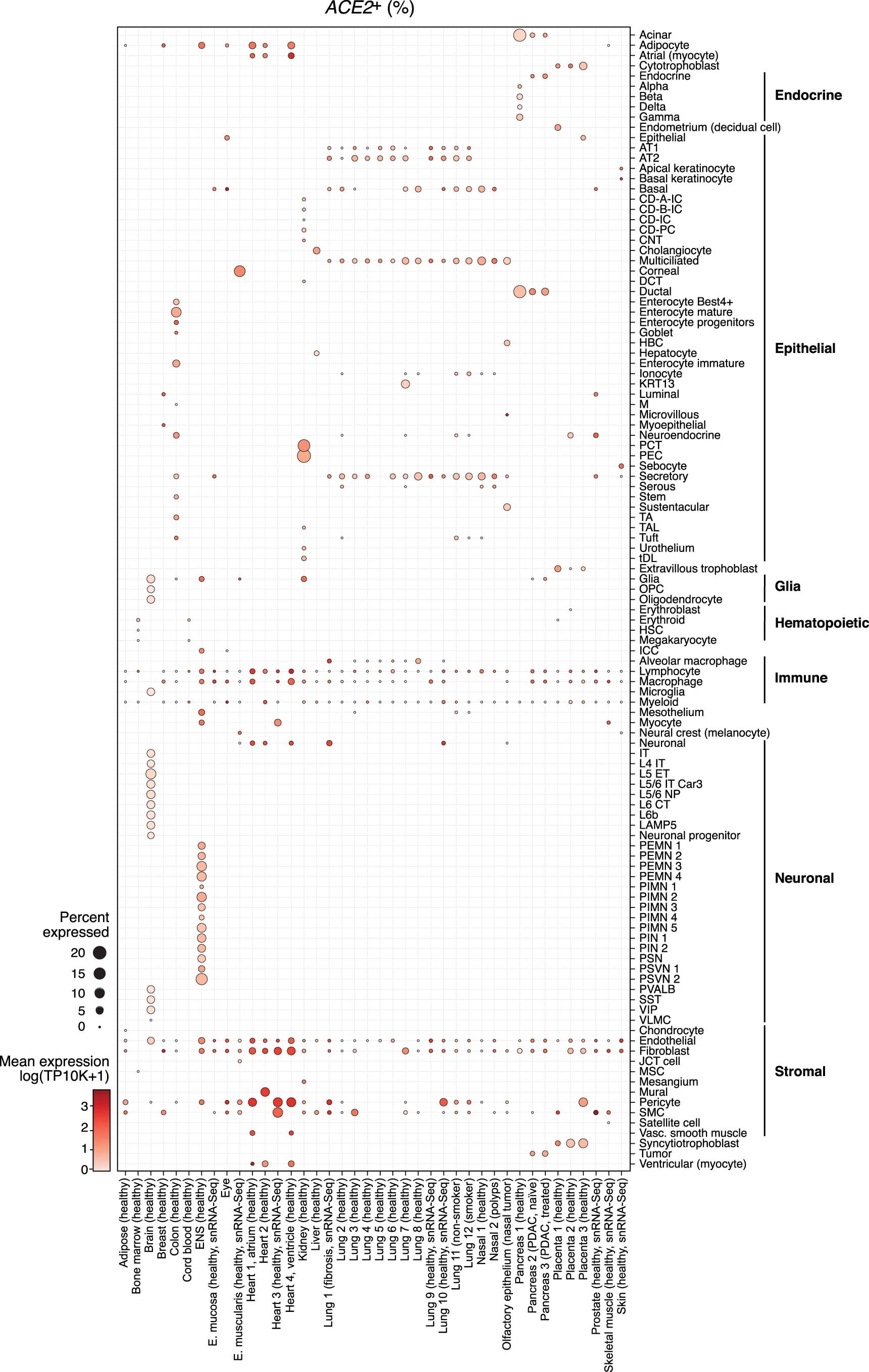 Extended Data Fig. 5: ACE2 expression across tissues and cell types.