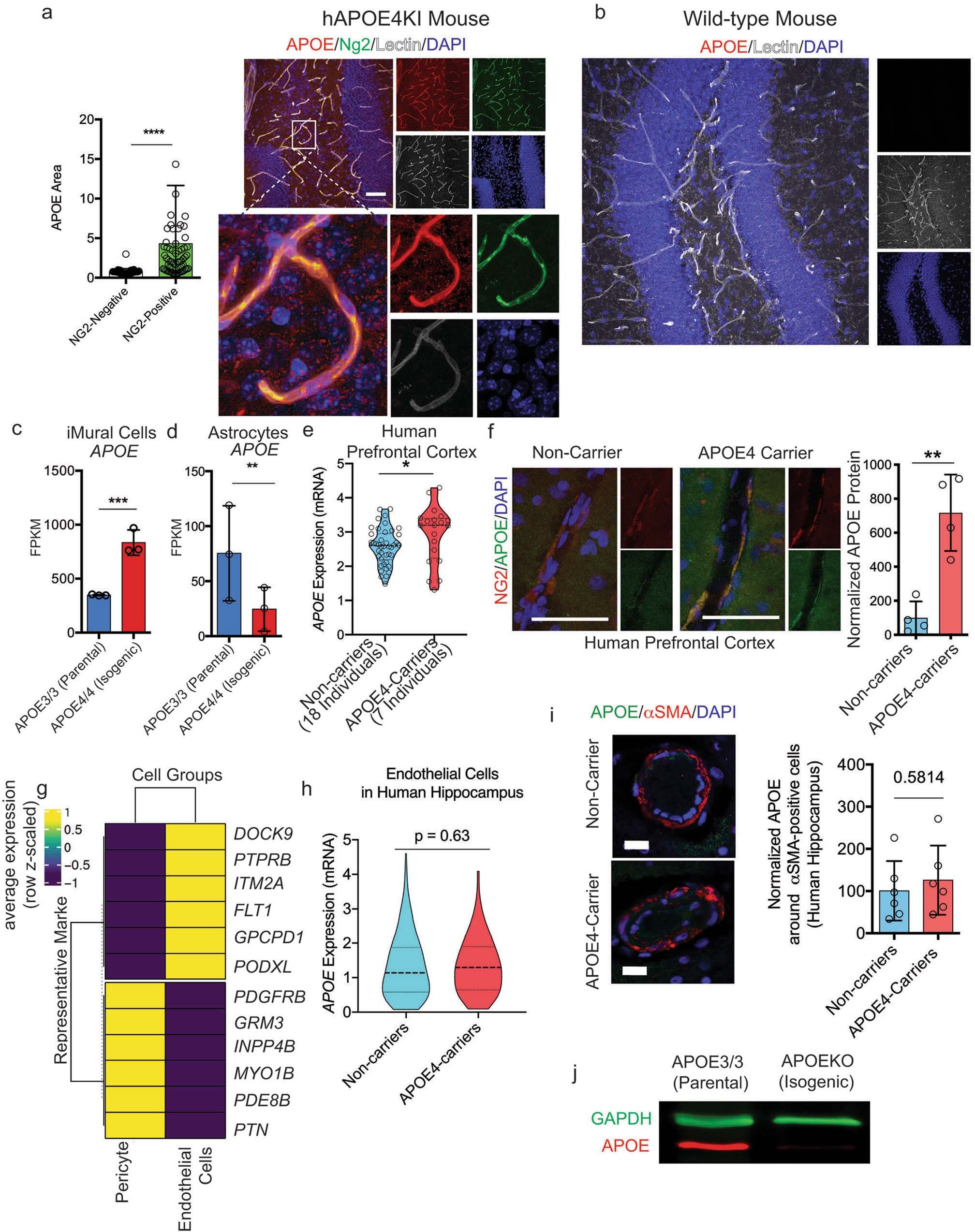 Extended Data Fig. 5: APOE expression is selectively elevated in APOE4 pericytes.