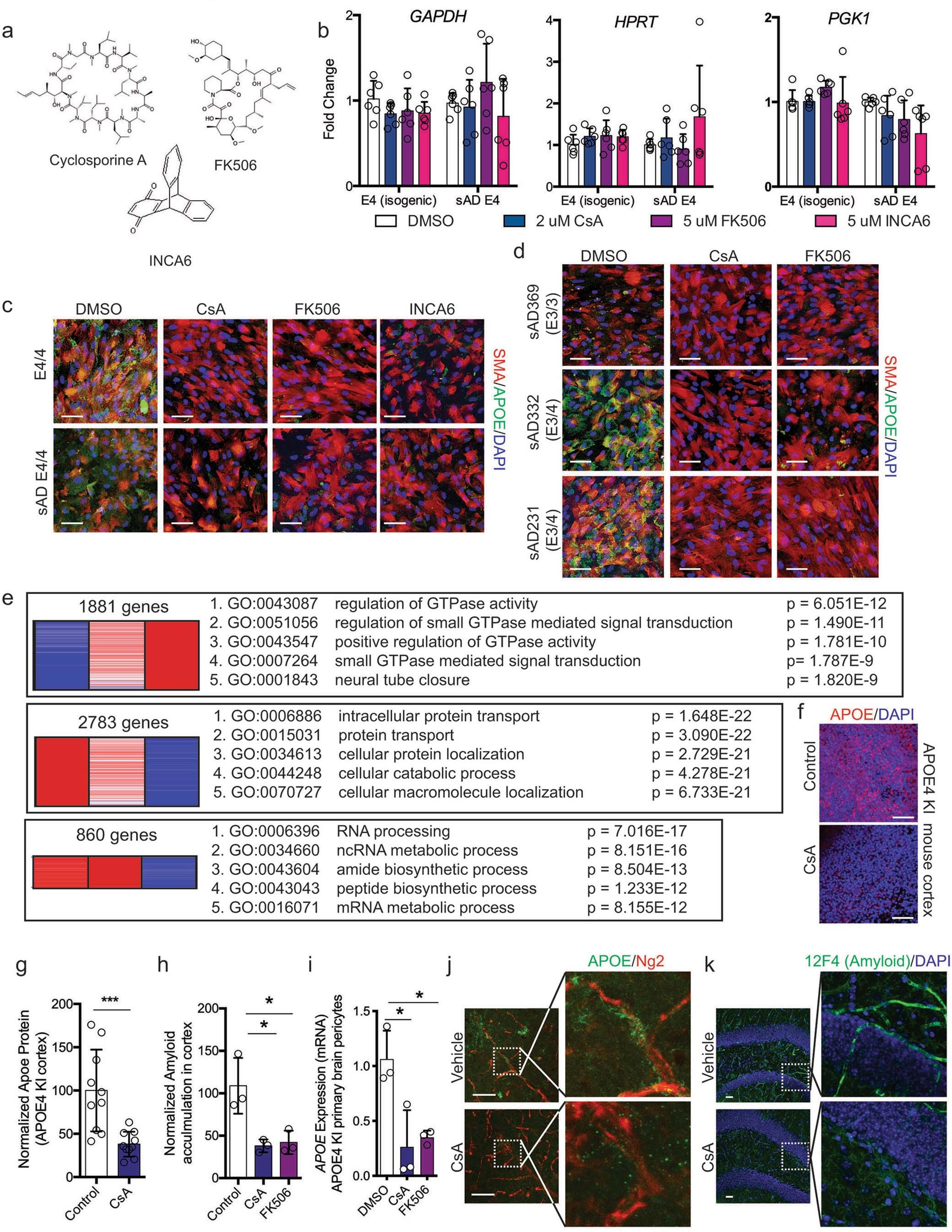 Extended Data Fig. 7: Inhibiting NFAT/Calcineurin signaling reduces APOE expression and CAA pathology.