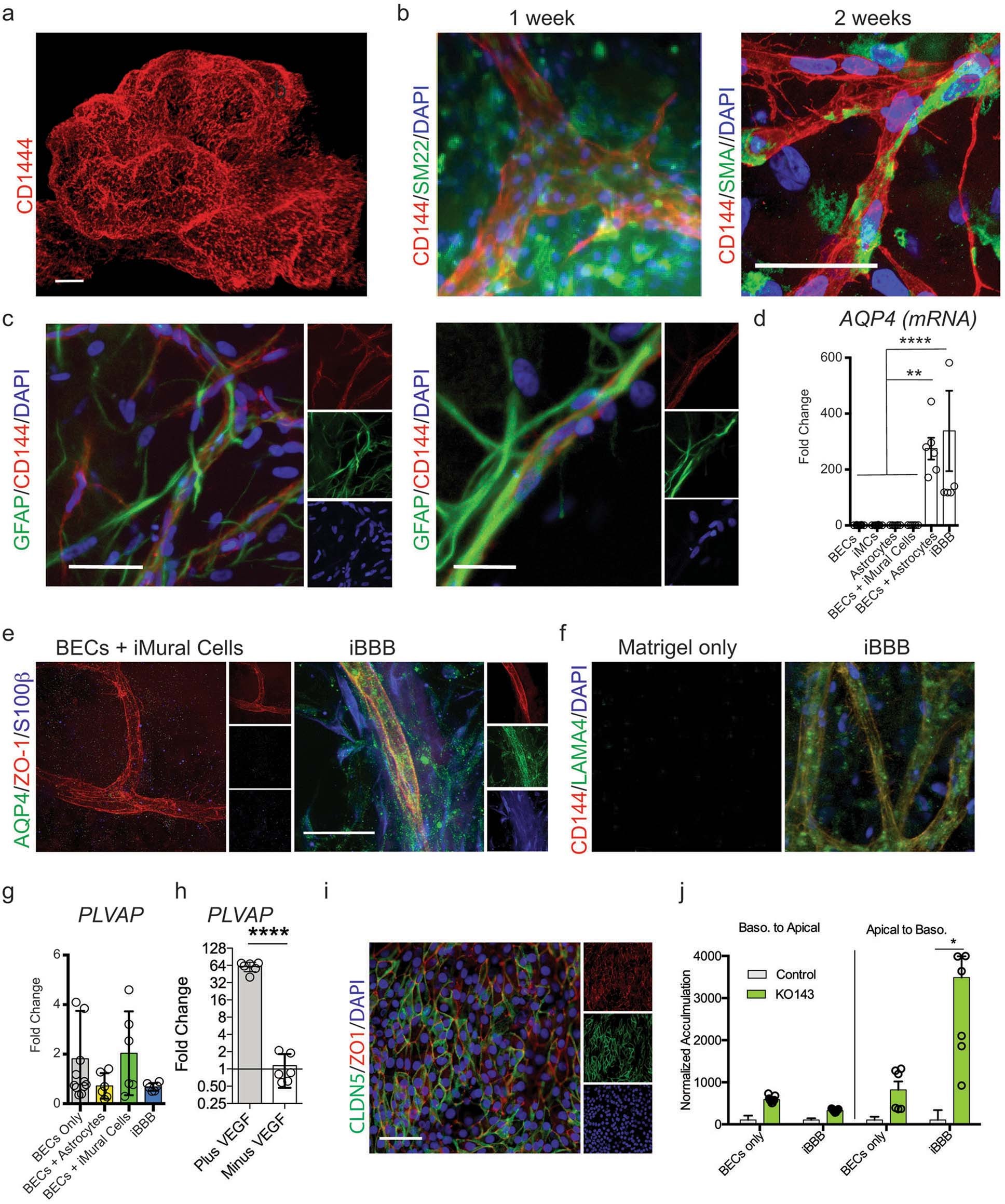 Extended Data Fig. 2: Characterization of human iBBB.