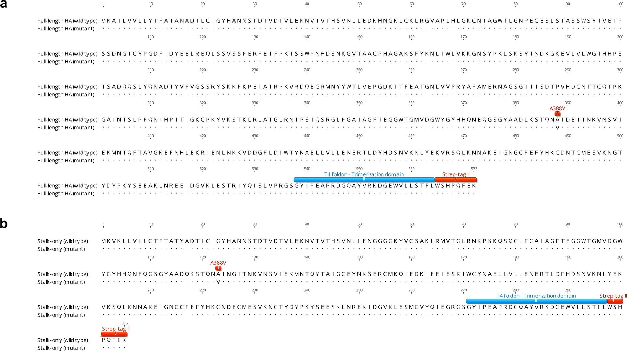 Extended Data Fig. 7: Sequence of wild-type and mutant full-length HA or HA stalk-only constructs.