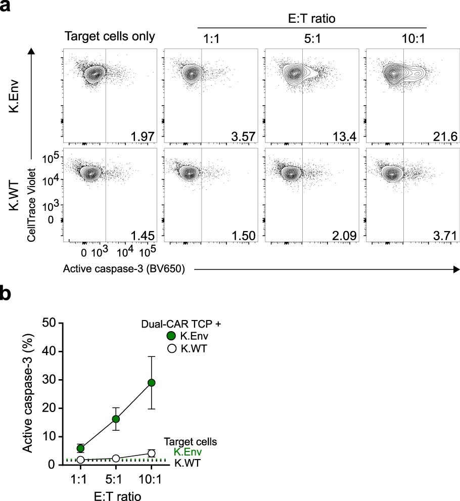 Extended Data Fig. 8: CAR T cells from HIV-infected mice exhibit ex vivo cytotoxic function.
