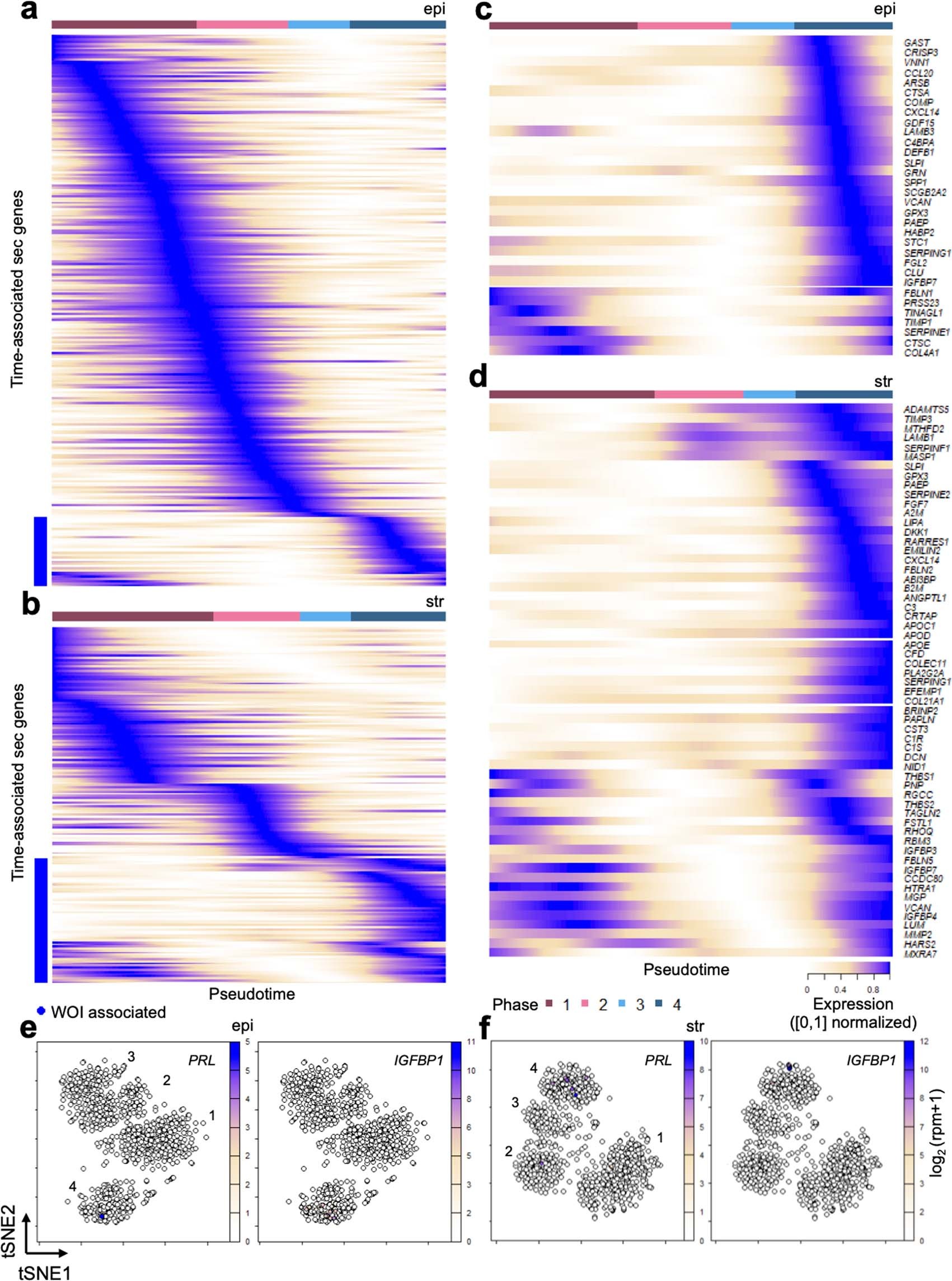 Extended Data Fig. 7: Dynamics of genes encoding secretory proteins (sec genes) across the menstrual cycle.