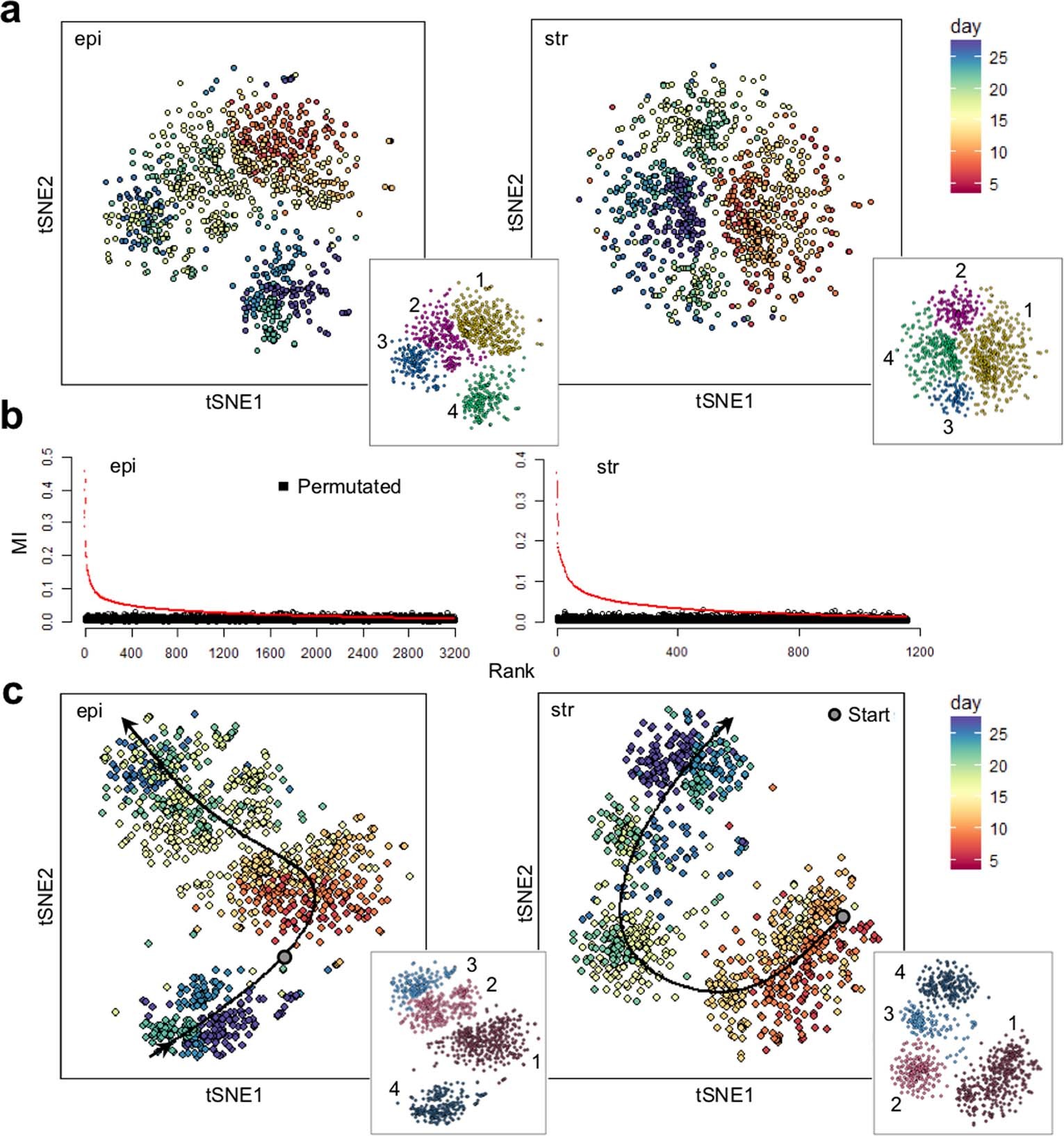 Extended Data Fig. 3: Constructing single cell resolution trajectories of the human menstrual cycle using mutual information (MI) based approach.