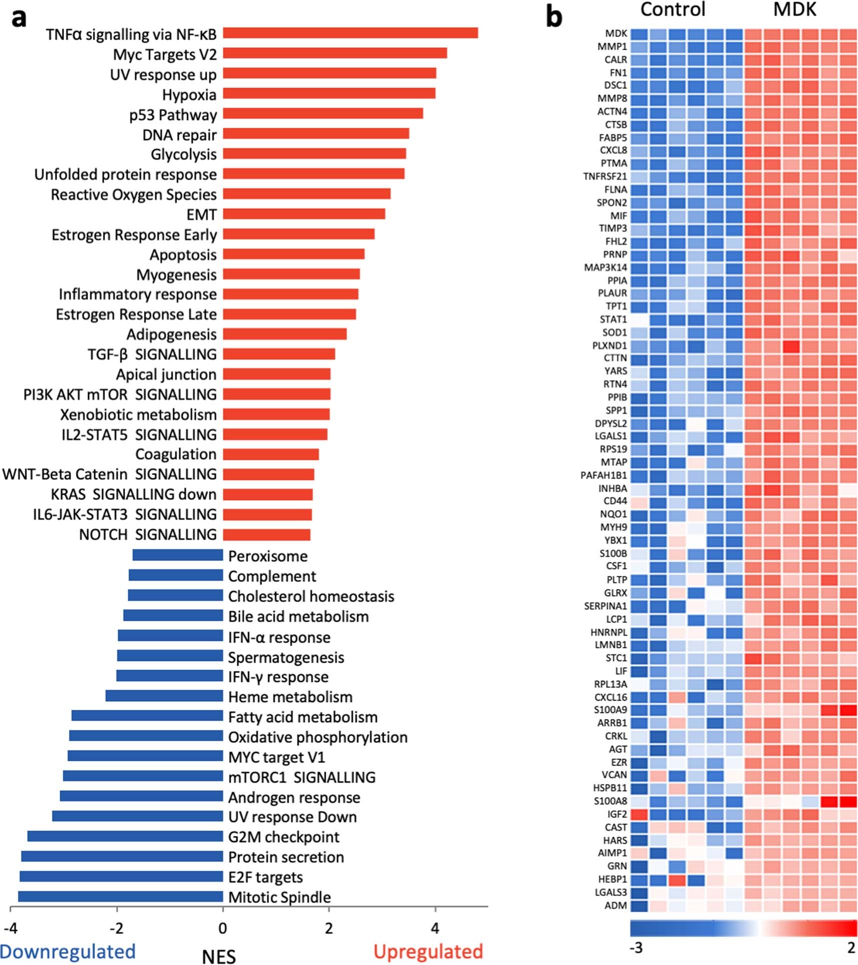 Extended Data Fig. 5: Transcriptomic and proteomic analyses of downstream effectors of MDK.