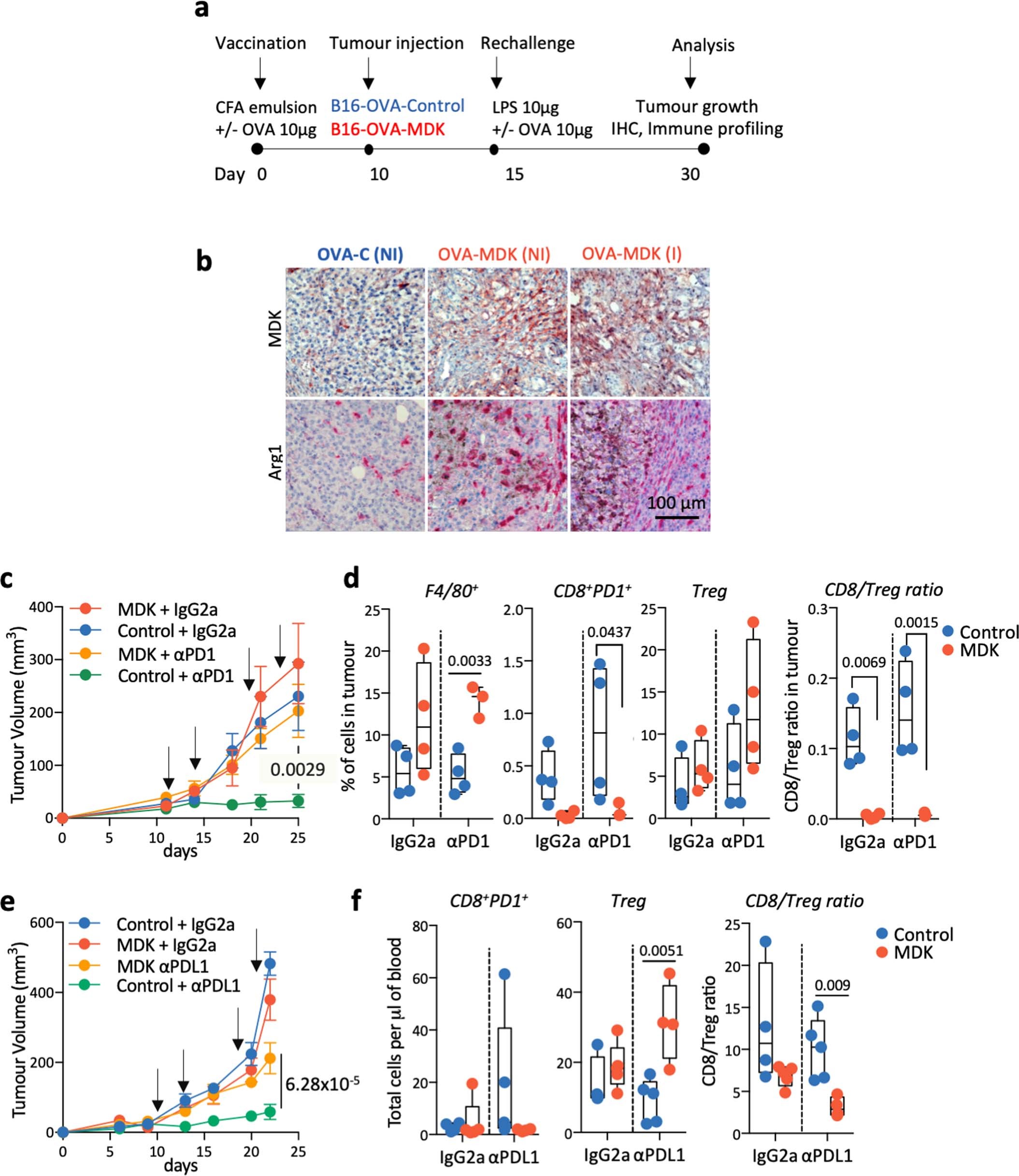 Extended Data Fig. 7: MDK promotes αPD1/PDL1 therapy resistance in mice.
